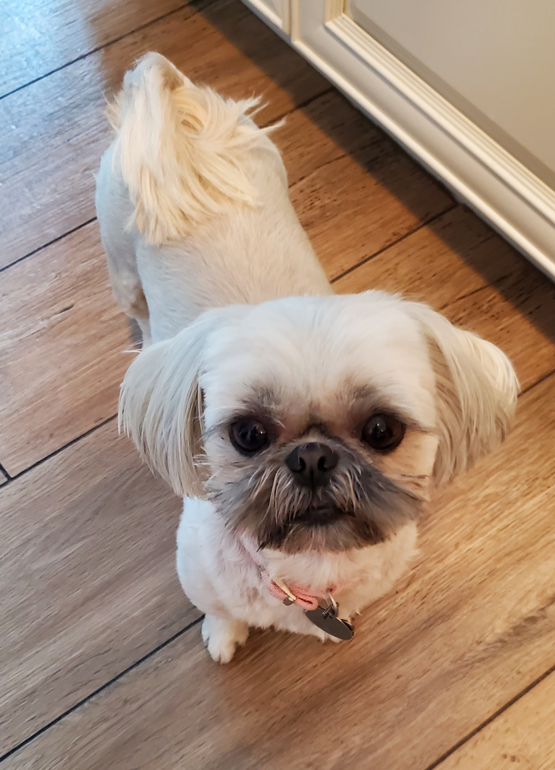 Lovely Lola is Two Years Old and Weighs 9 Pounds.