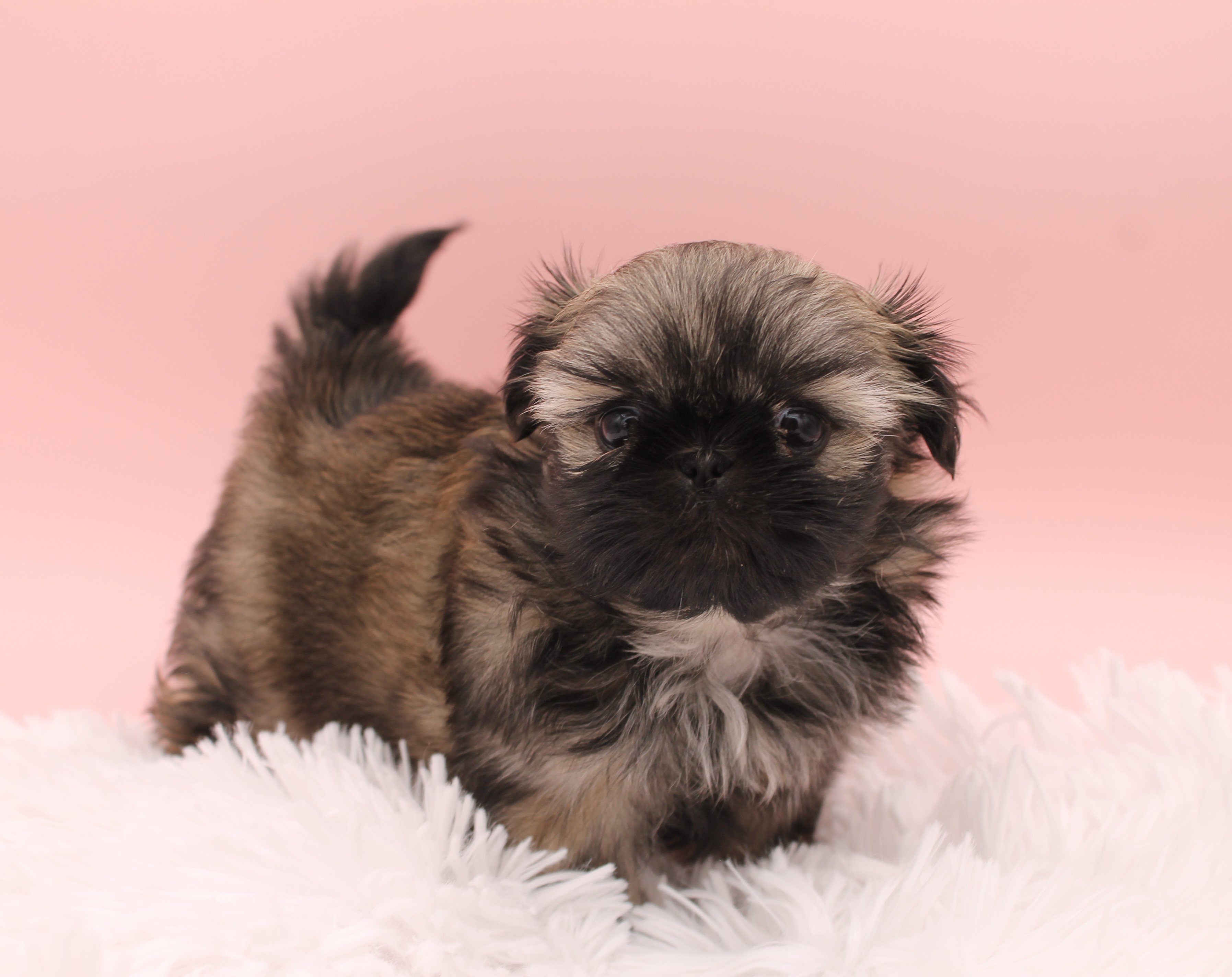 Jenna at 8 Weeks of Age.