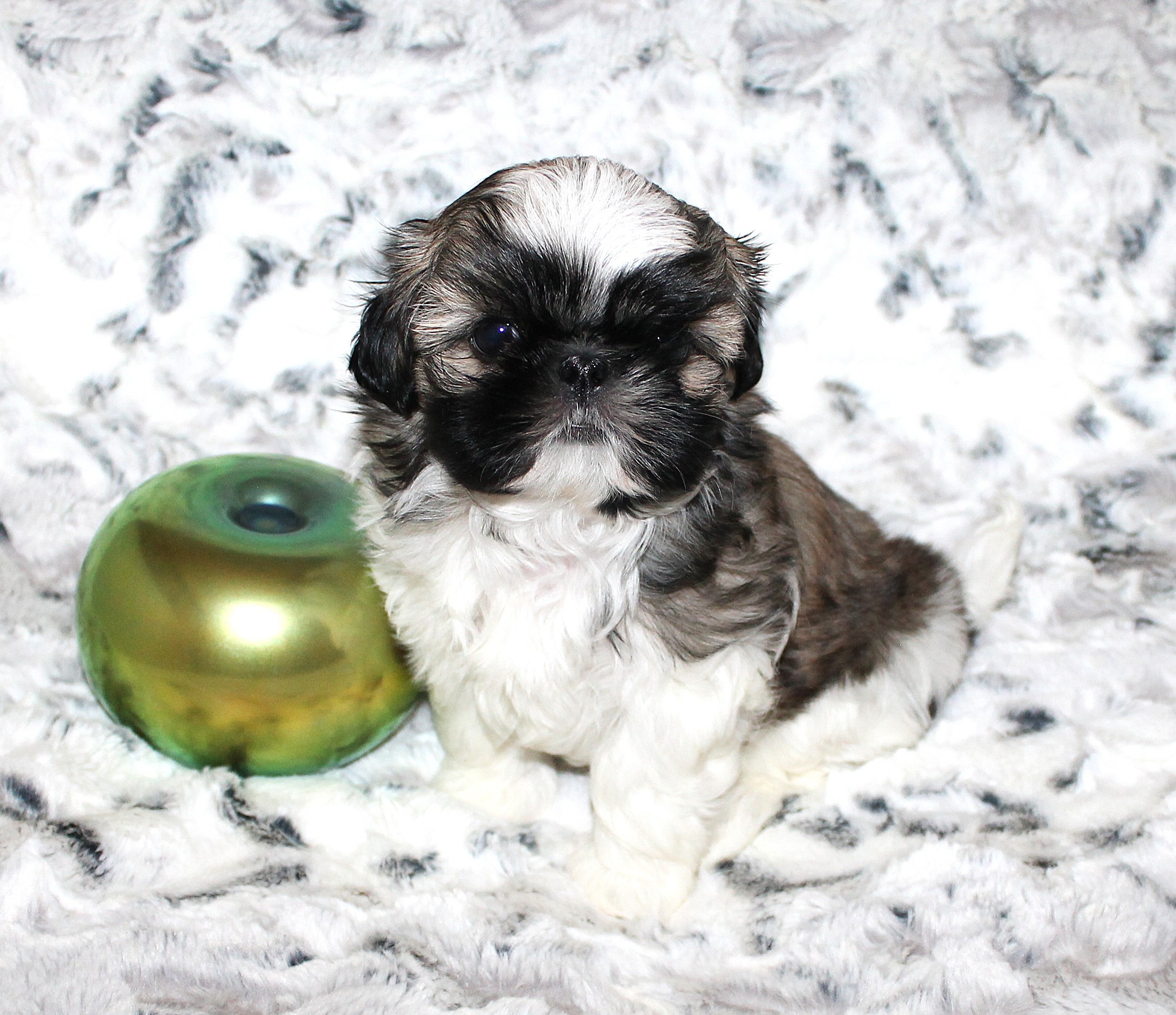 Luca (Buckwheat)