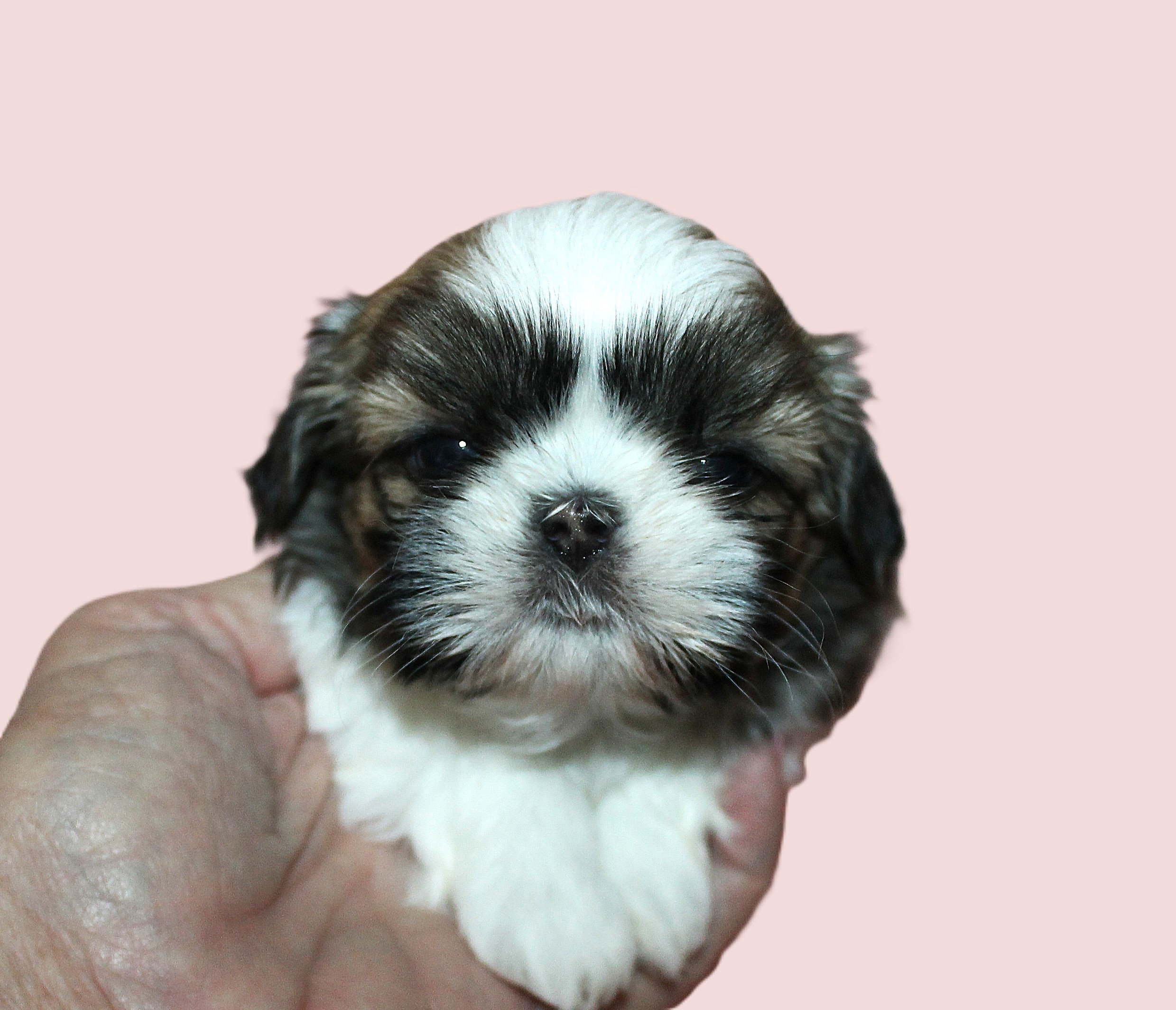 DARLA