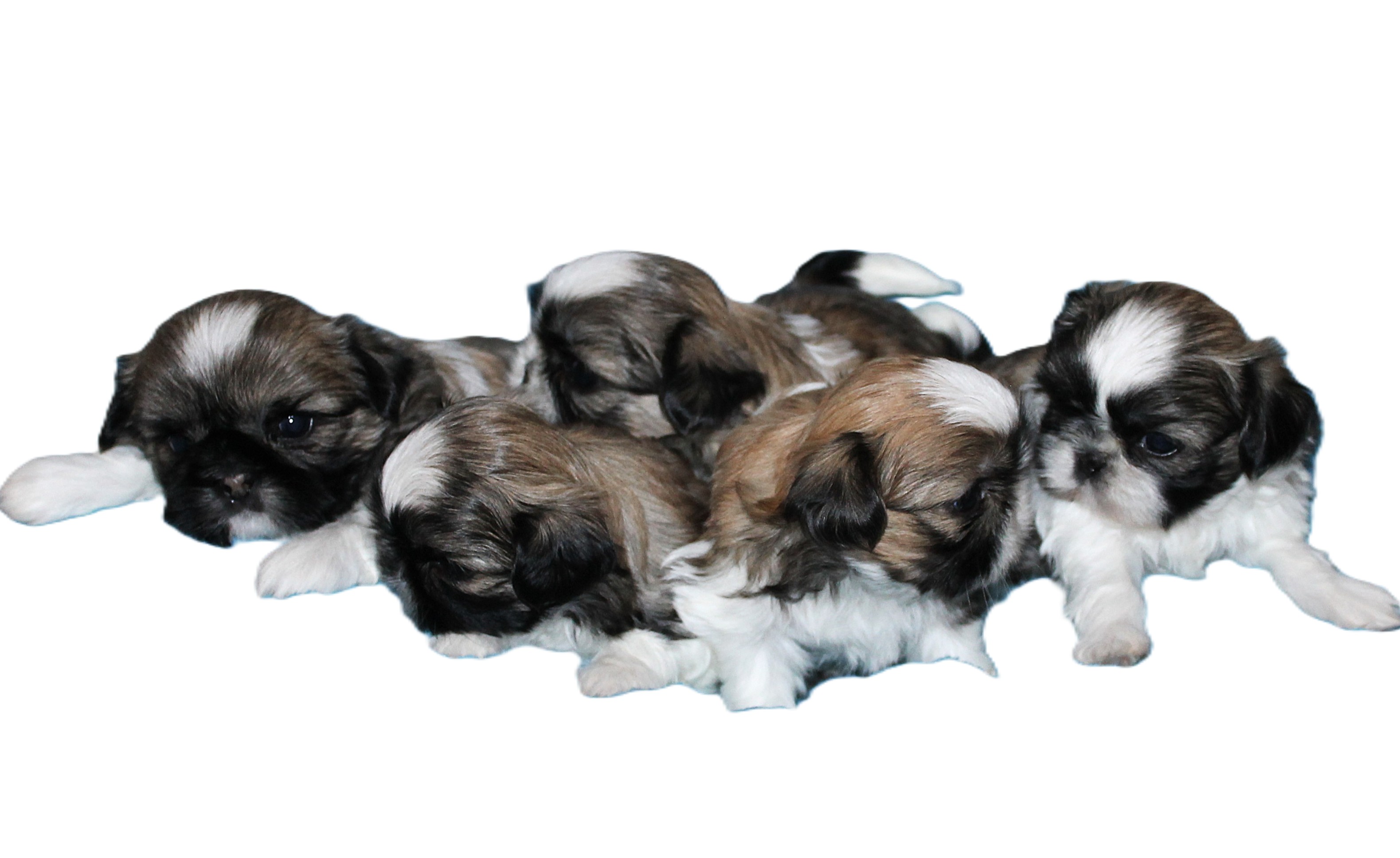ALI'S NEW PUPS BORN MAY 4, 2026