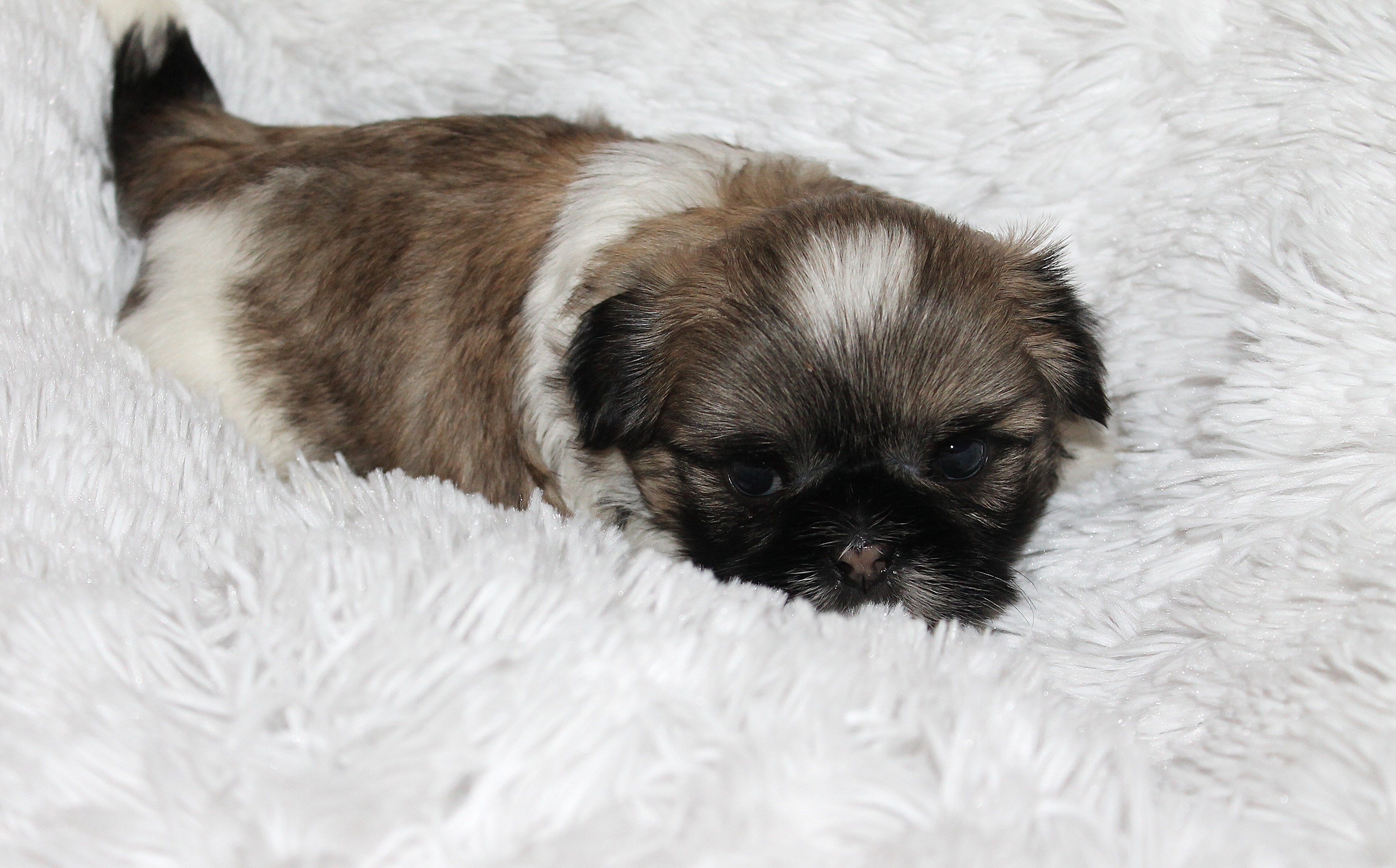 SPANKY