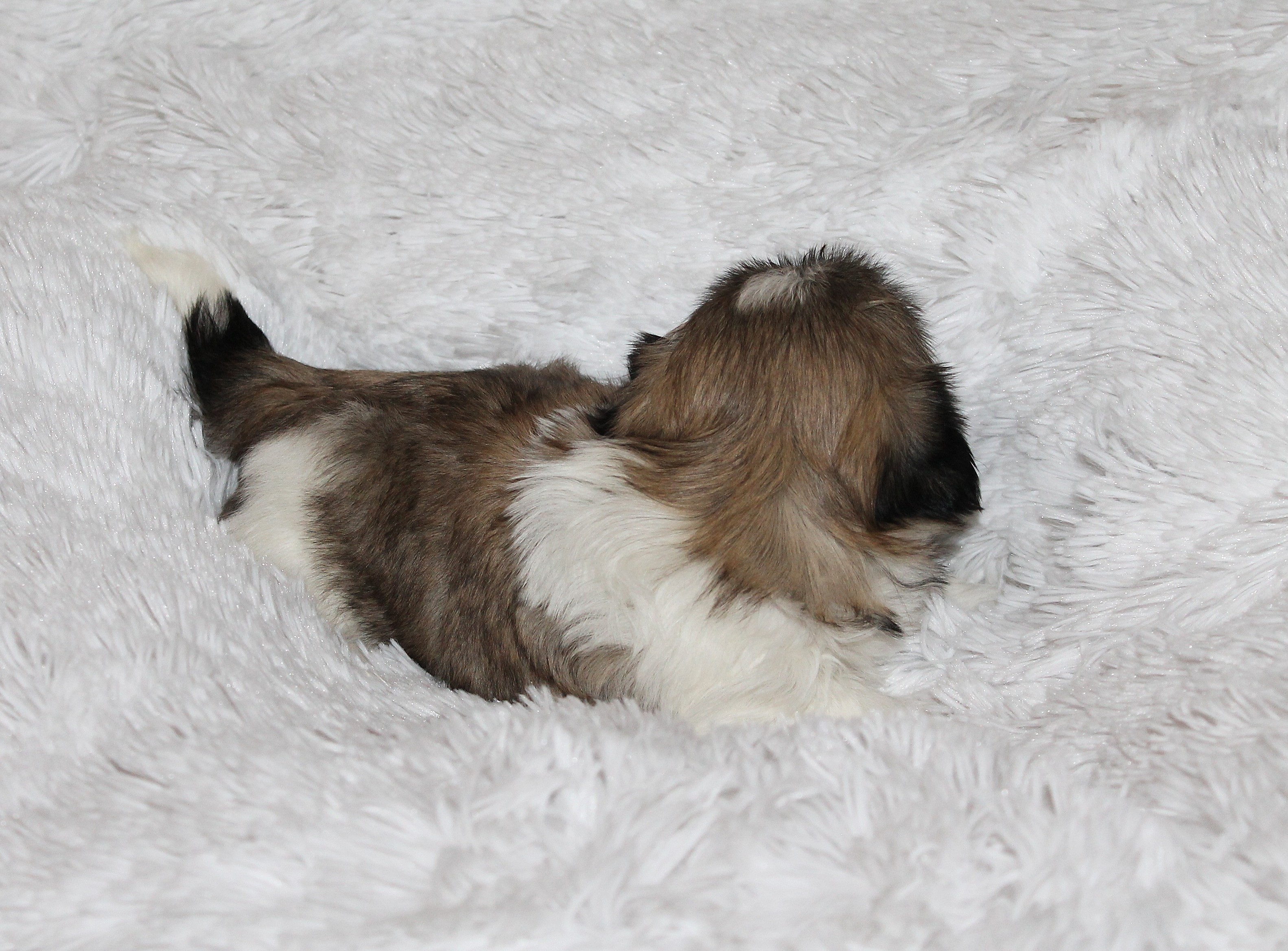 SPANKY
