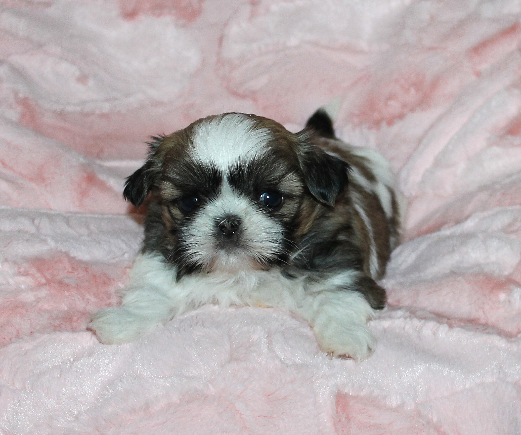 DARLA