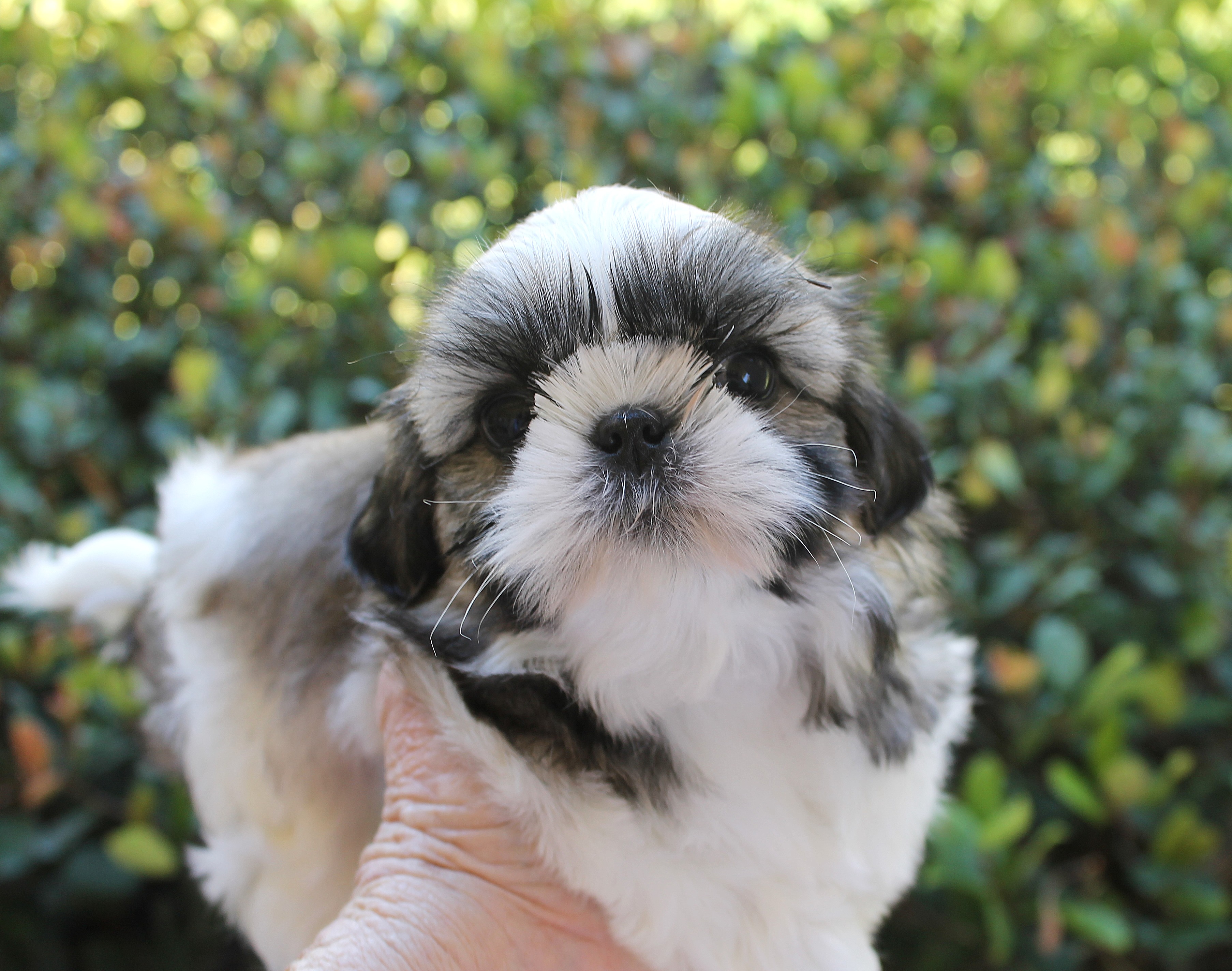 Zorro