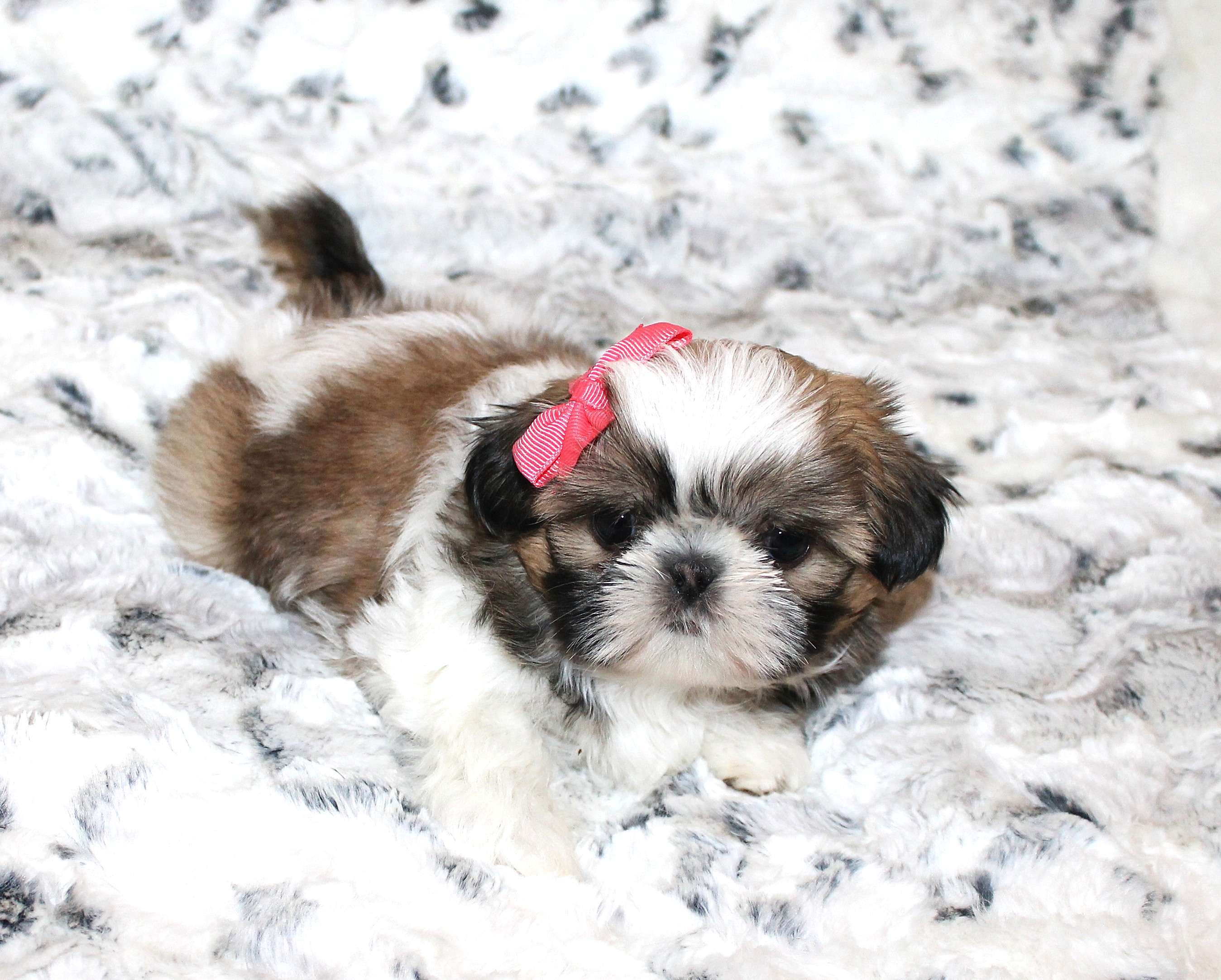 DARLA