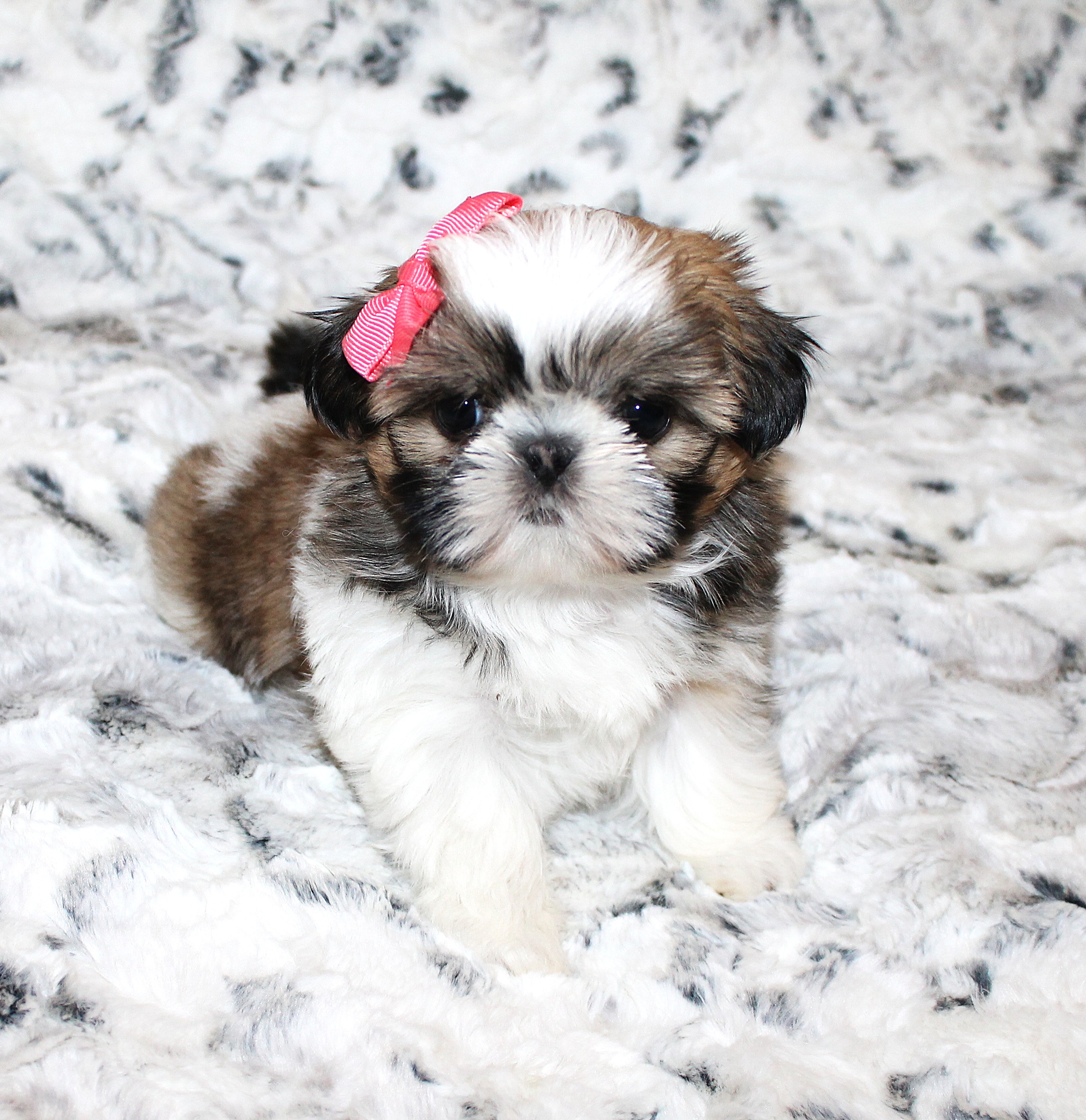 DARLA
