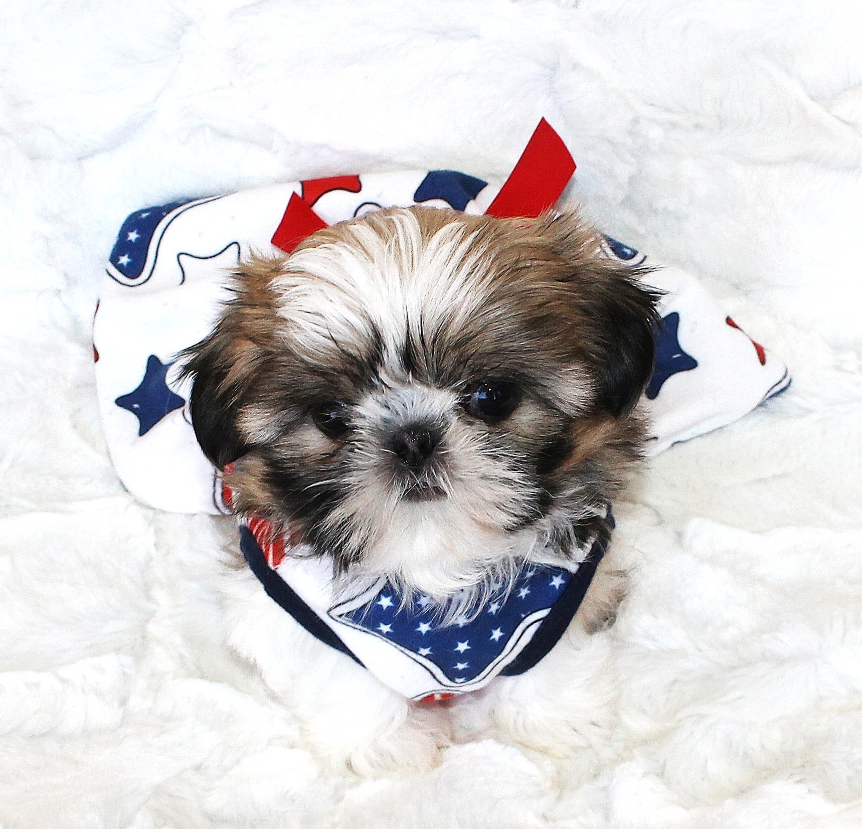 HAPPY 4TH OF JULY FROM DARLA AND THE GANG!