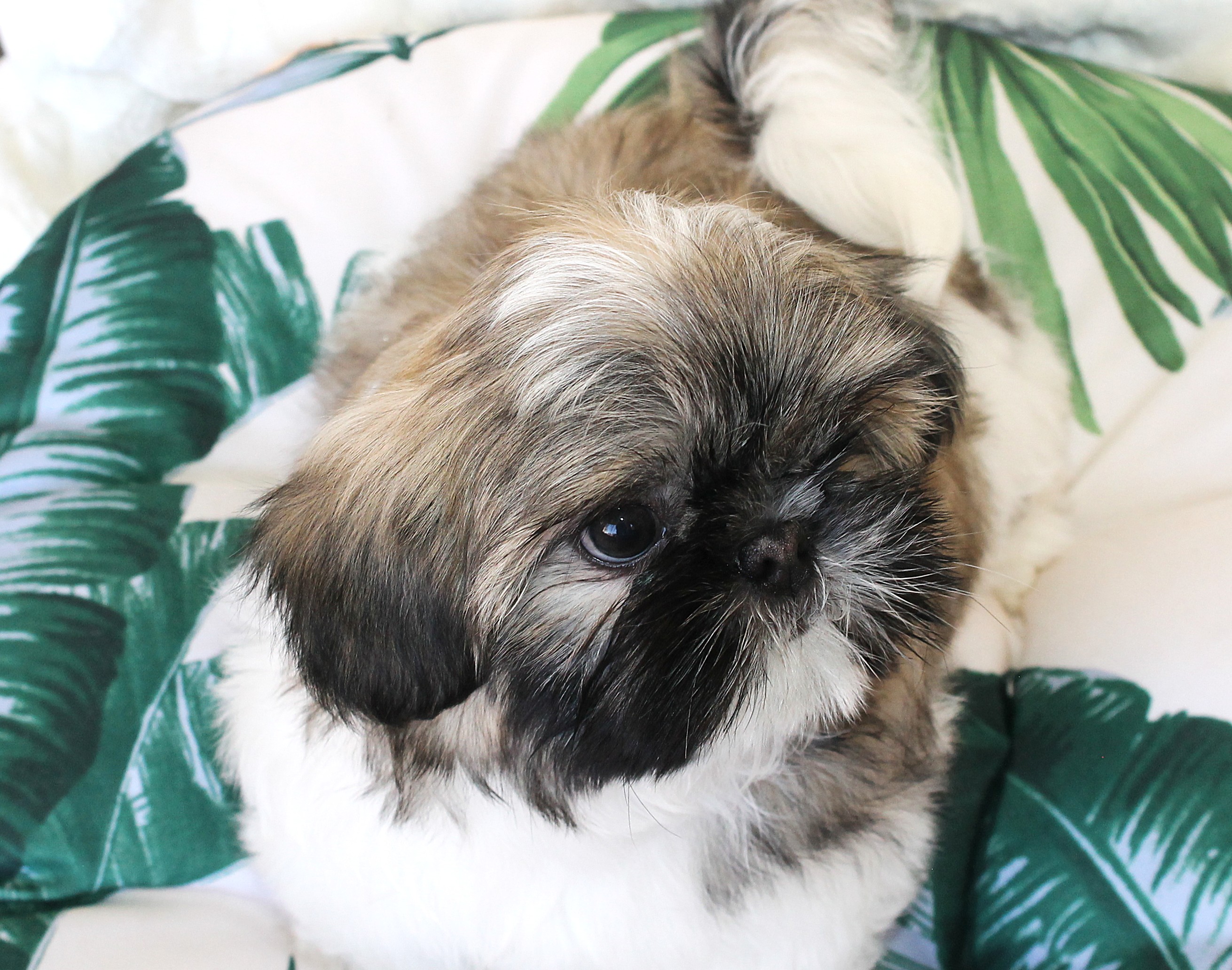 SPANKY