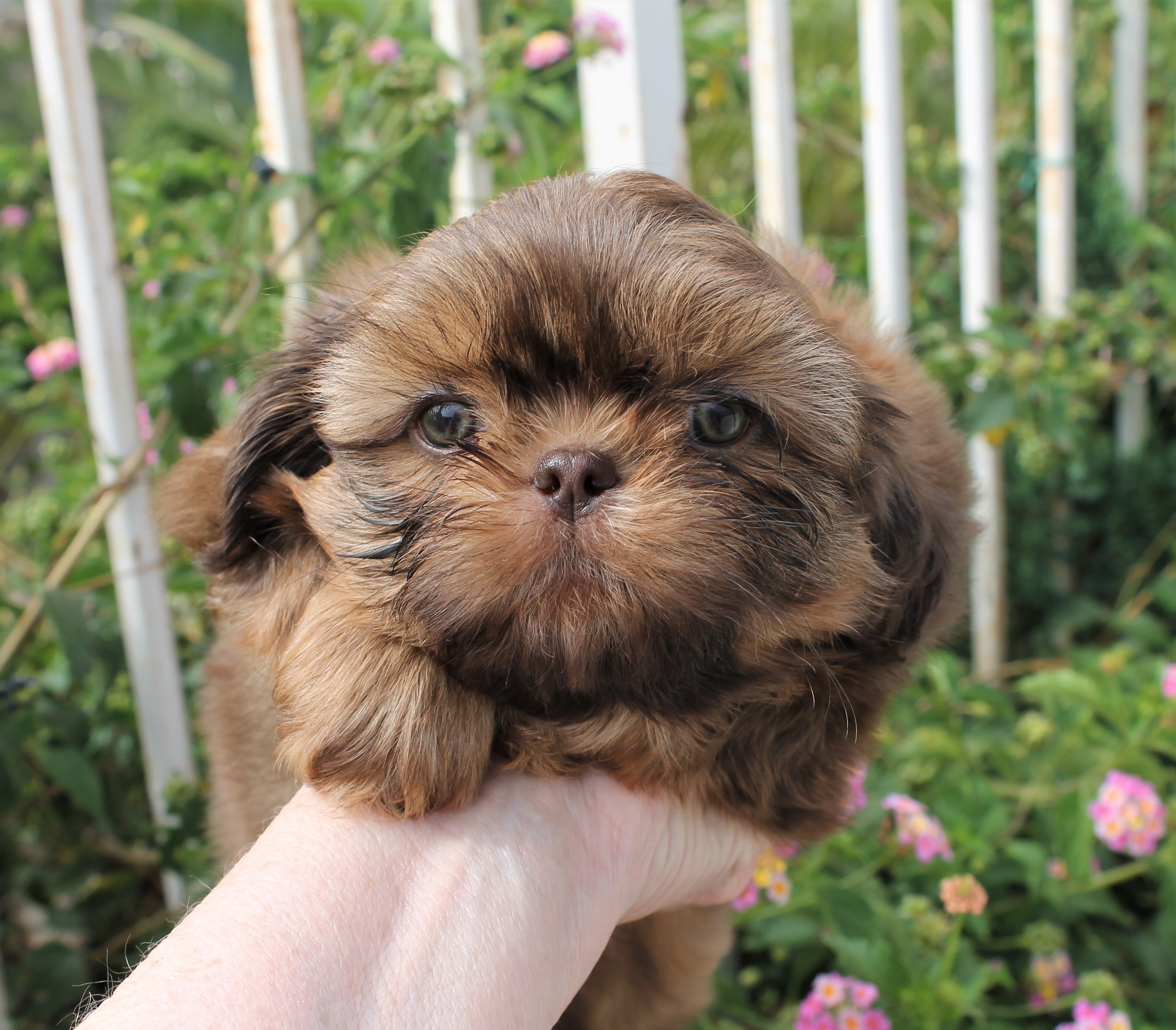 Chocolate shih tzu with green eyes hotsell