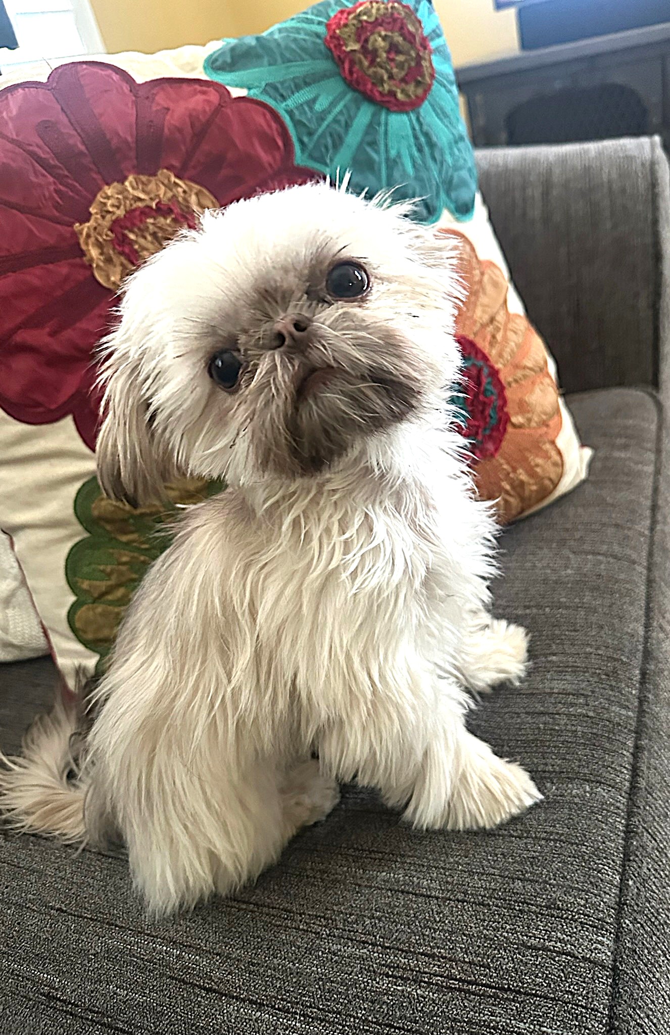 Walter is Growing Up at 6 Months of Age and now Weighs 3.8 Pounds. Such a Sweet Little Package.