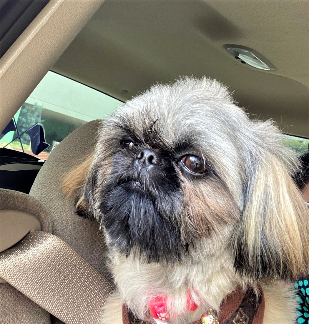 Tiger Going for a Car Ride.