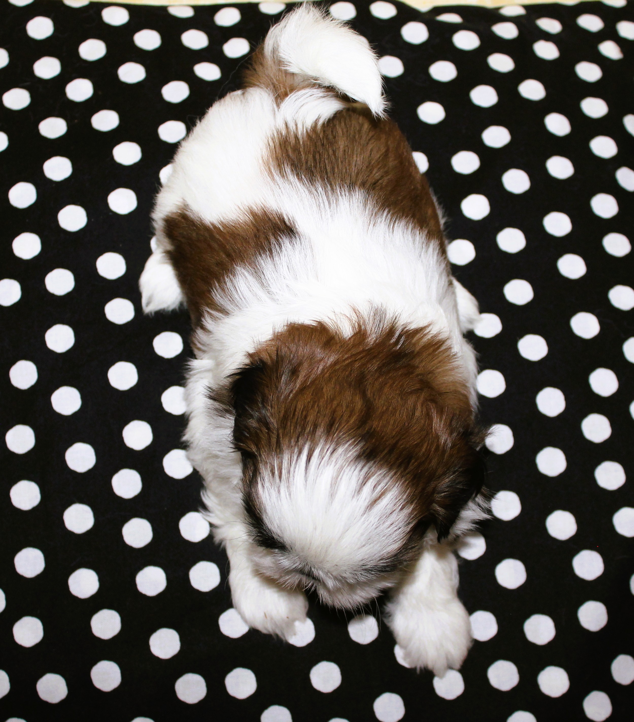 PEPPERMINT