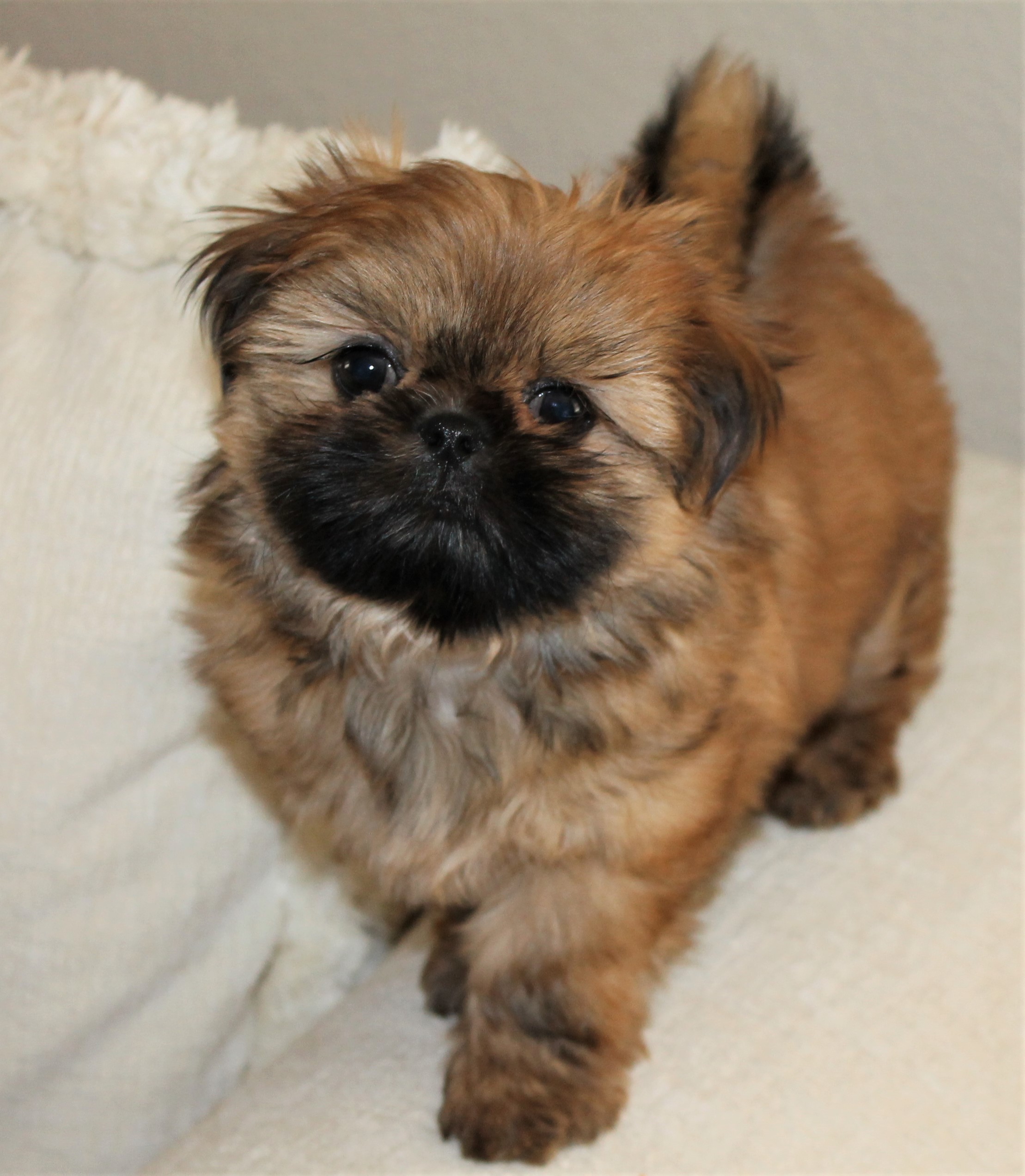 Henry at 7 Weeks of Age.  He is living with Charlie who was the first puppy for this family.