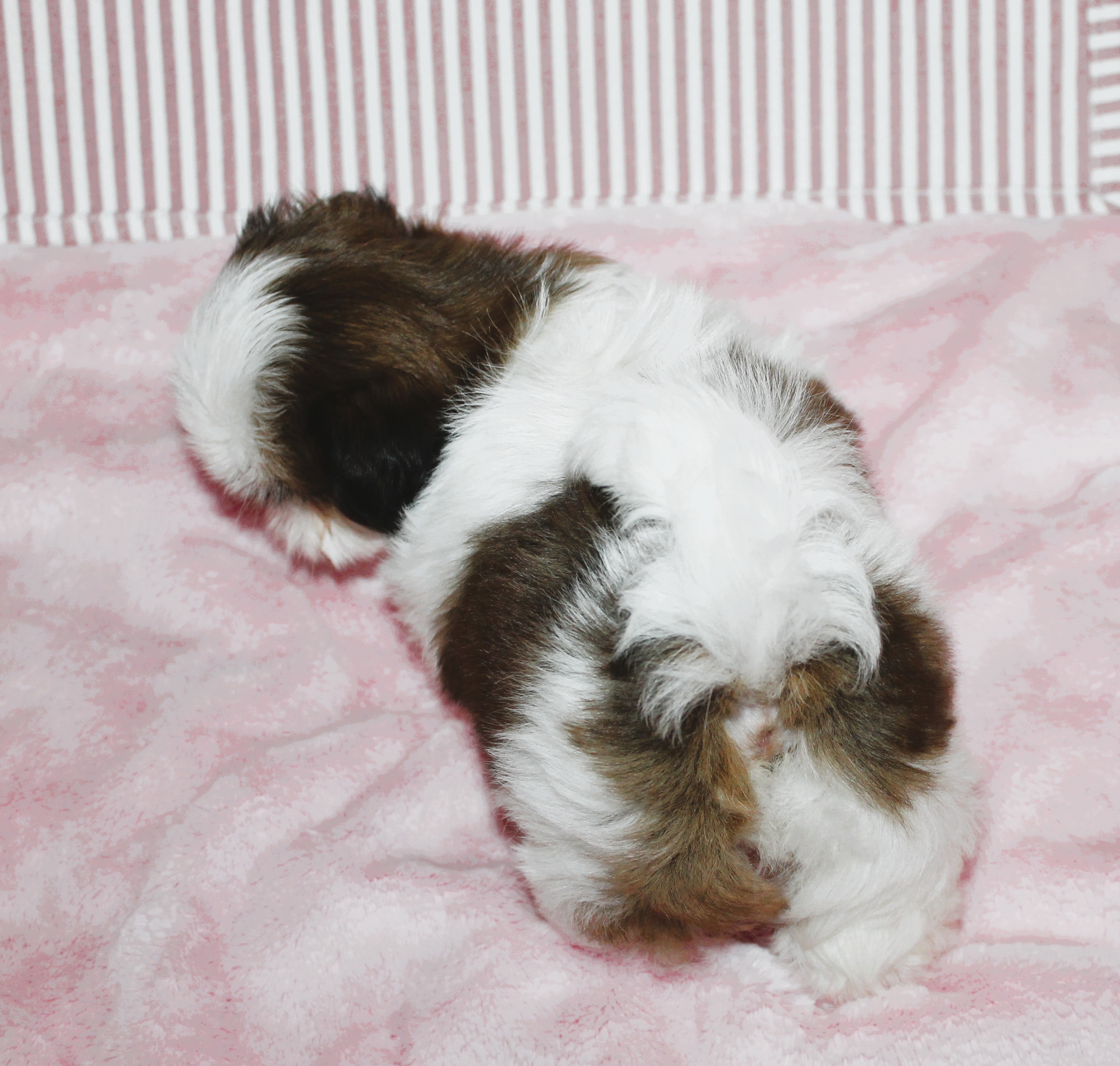PEPPERMINT