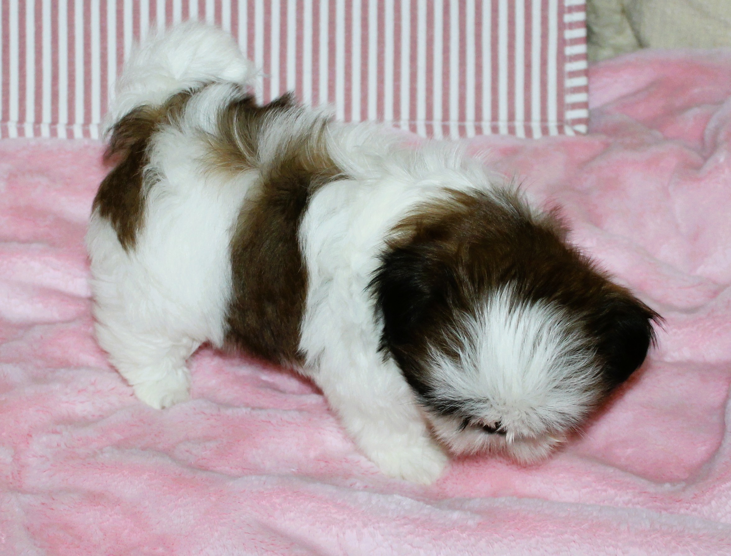 PEPPERMINT