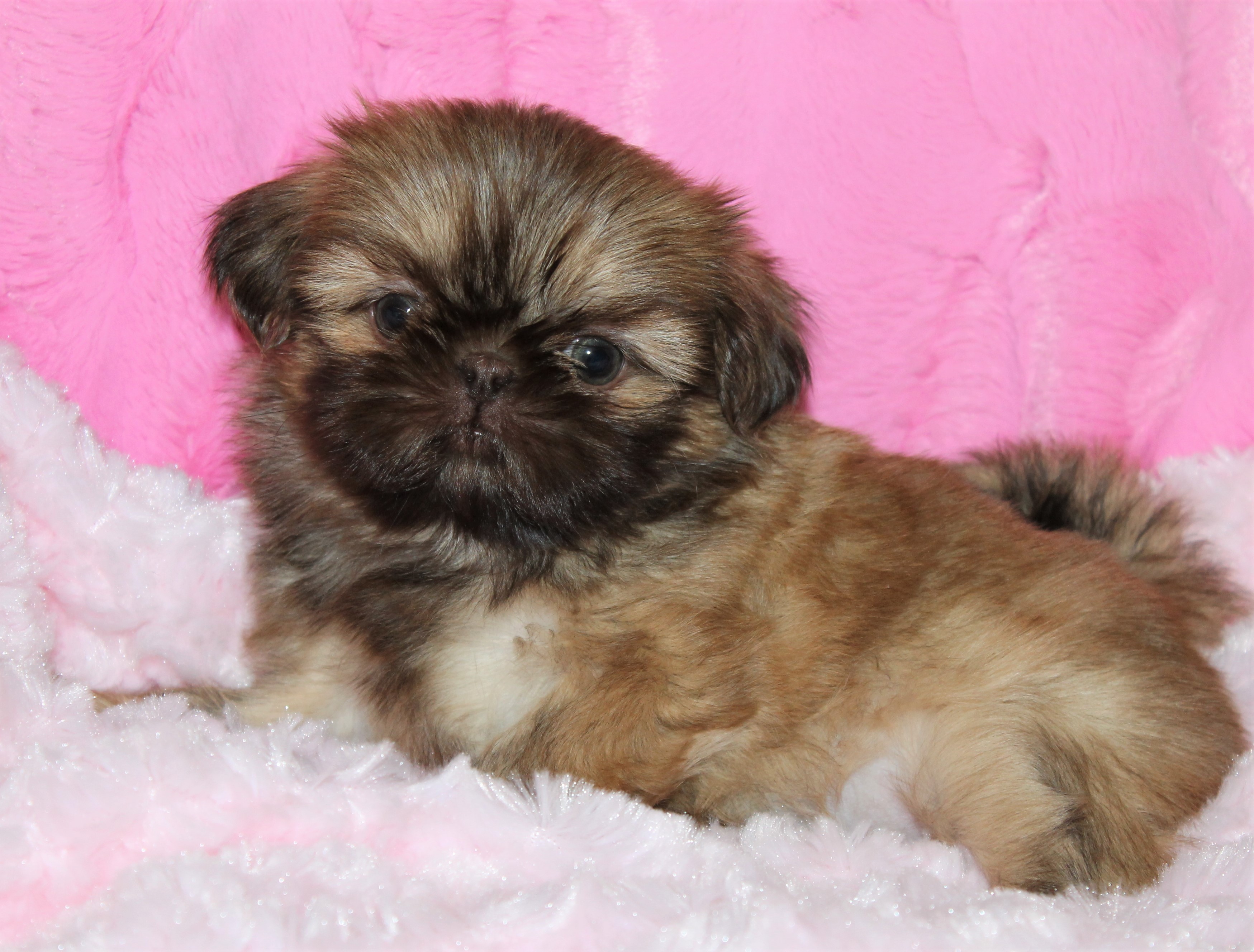 Baby Zoe at 8 Weeks of Age.