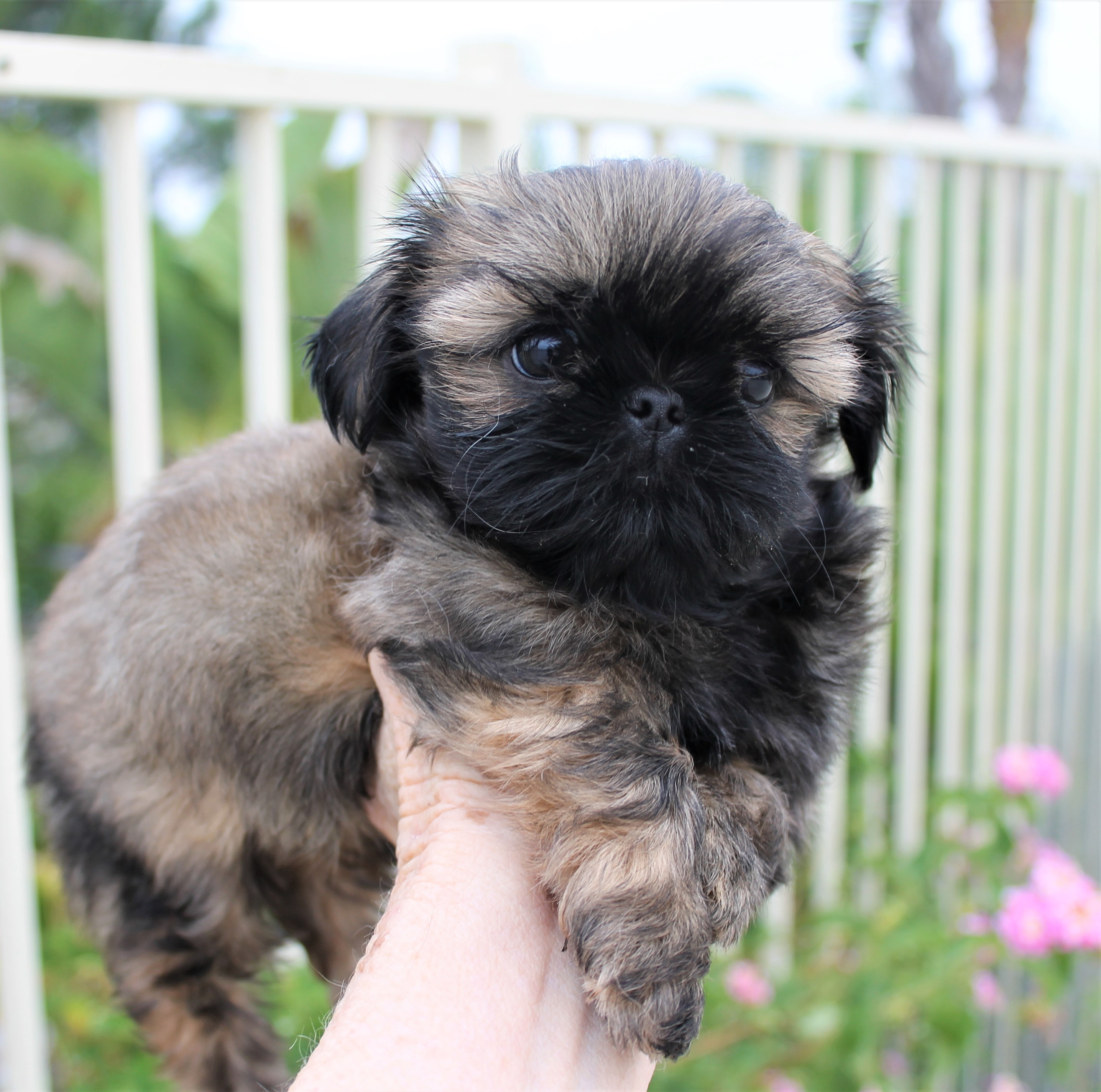 Tiger at 7 Weeks Old