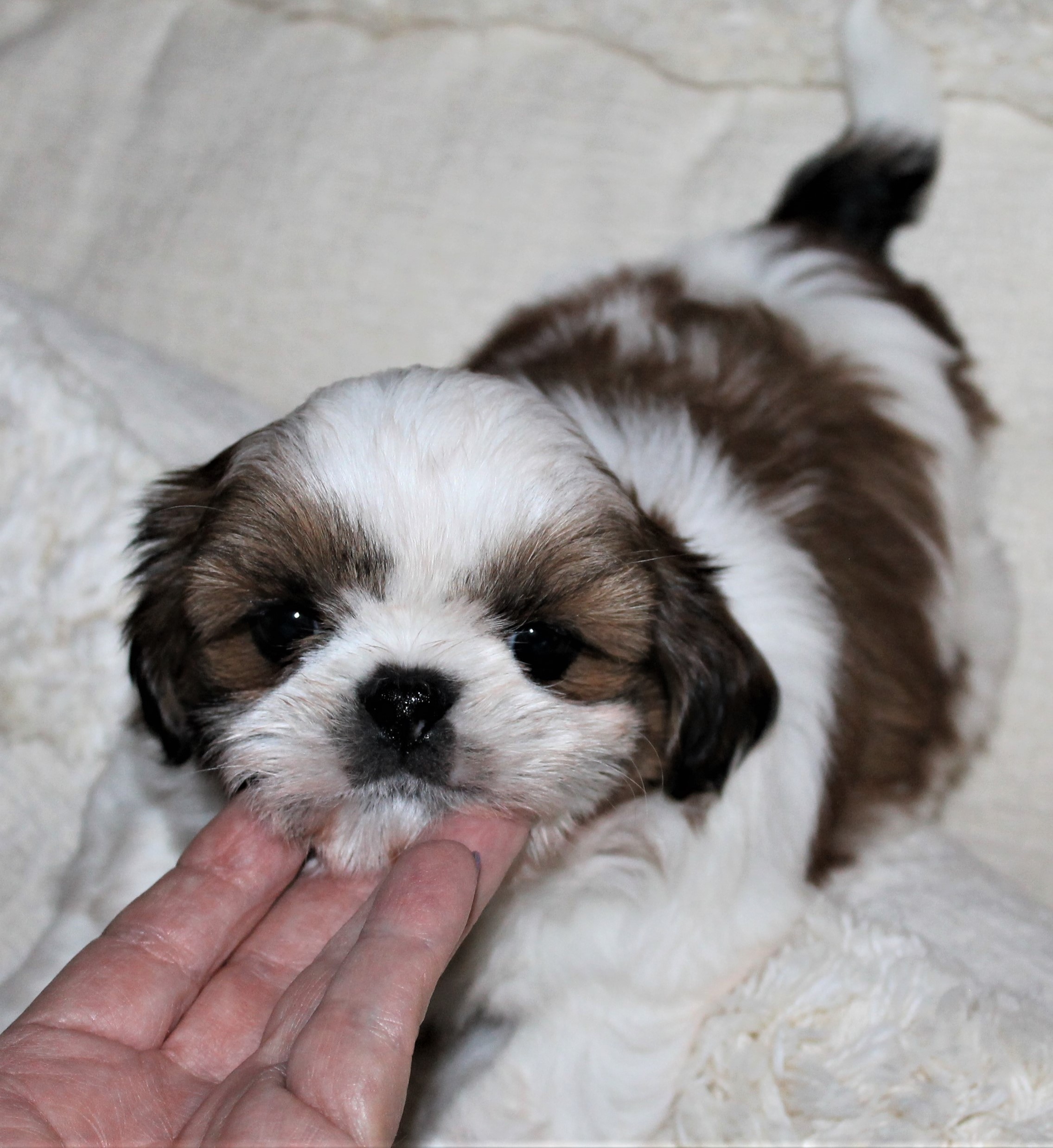 Lulu is a Gorgeous Parti Girl with a deep Red and White Coat!  Age: 8 Weeks.