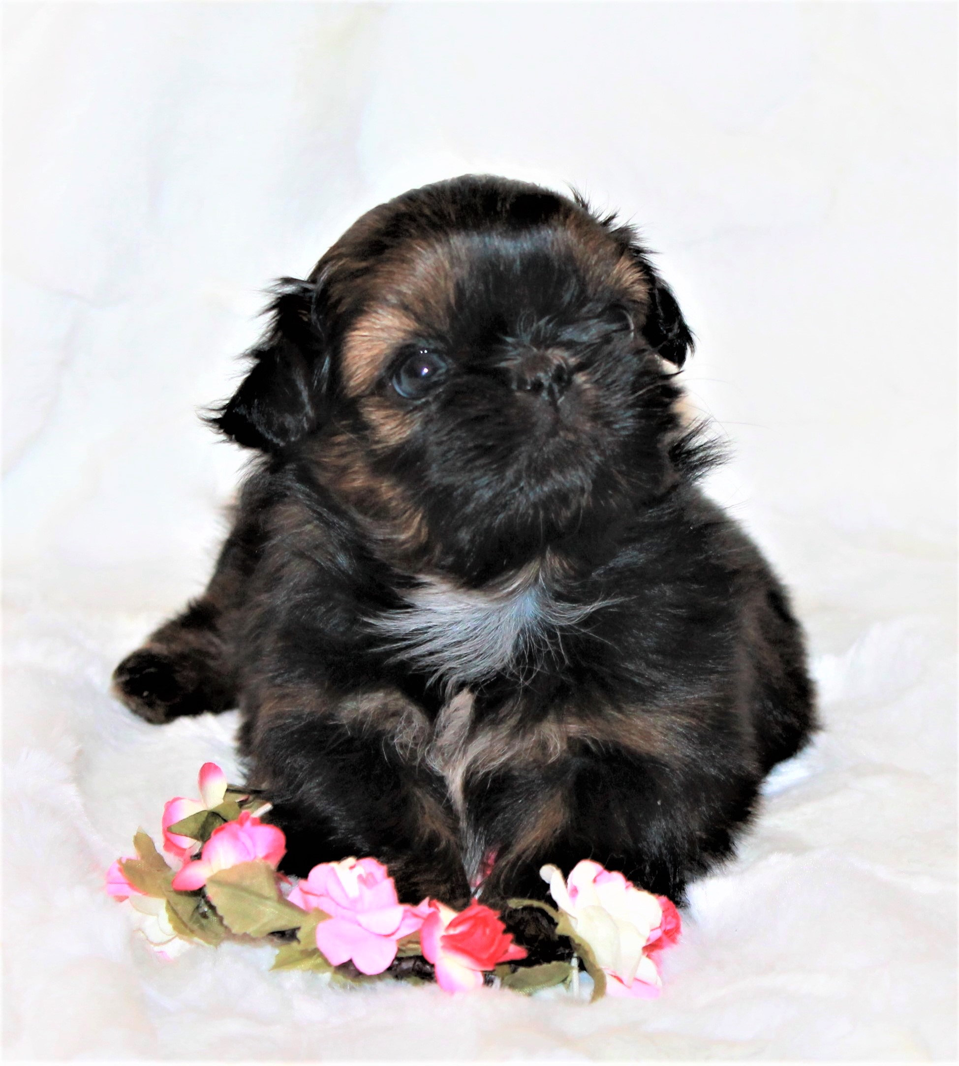 3 week store old shih tzu