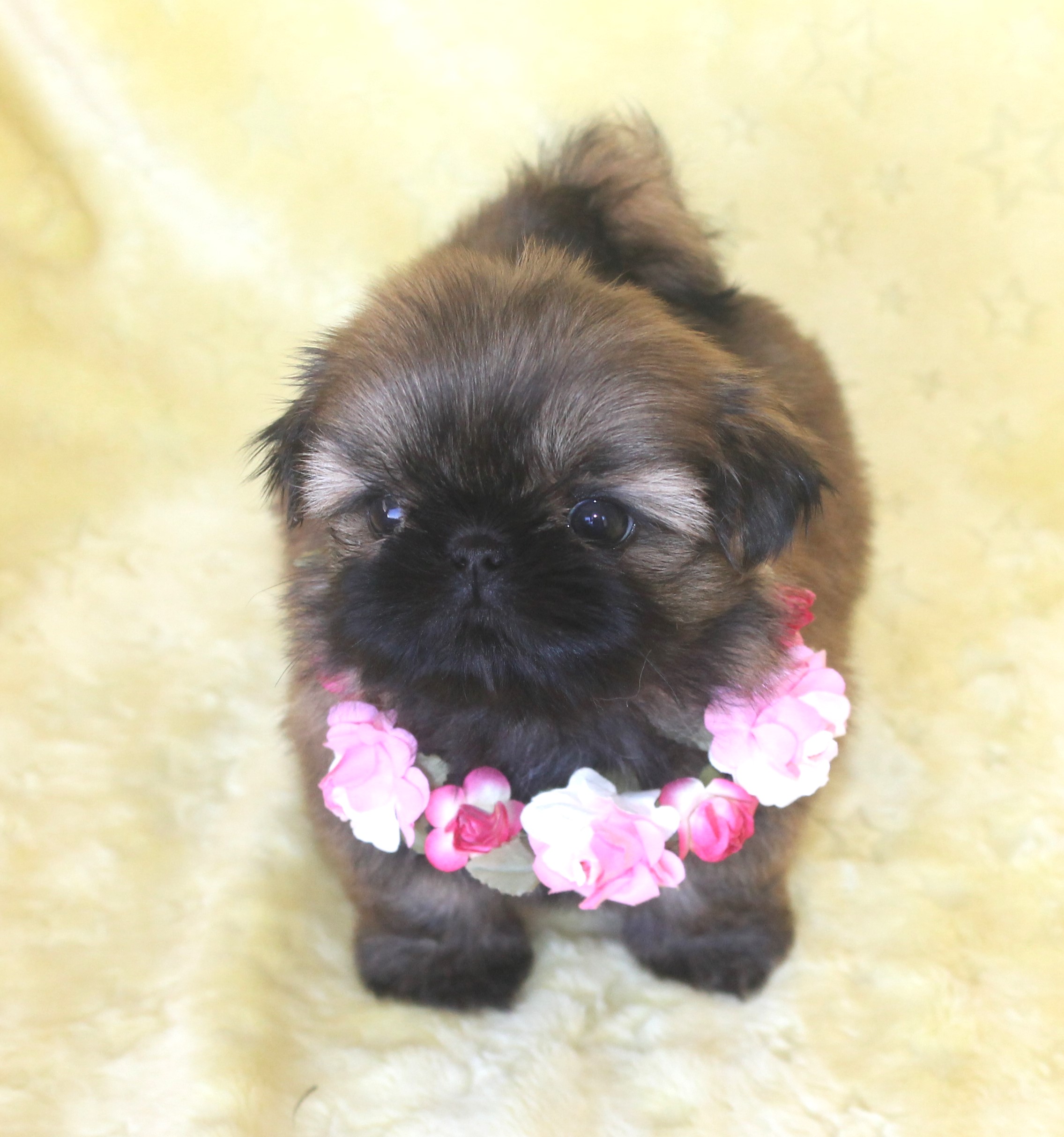 B﻿aby Phoebe at 5 Weeks of Age.