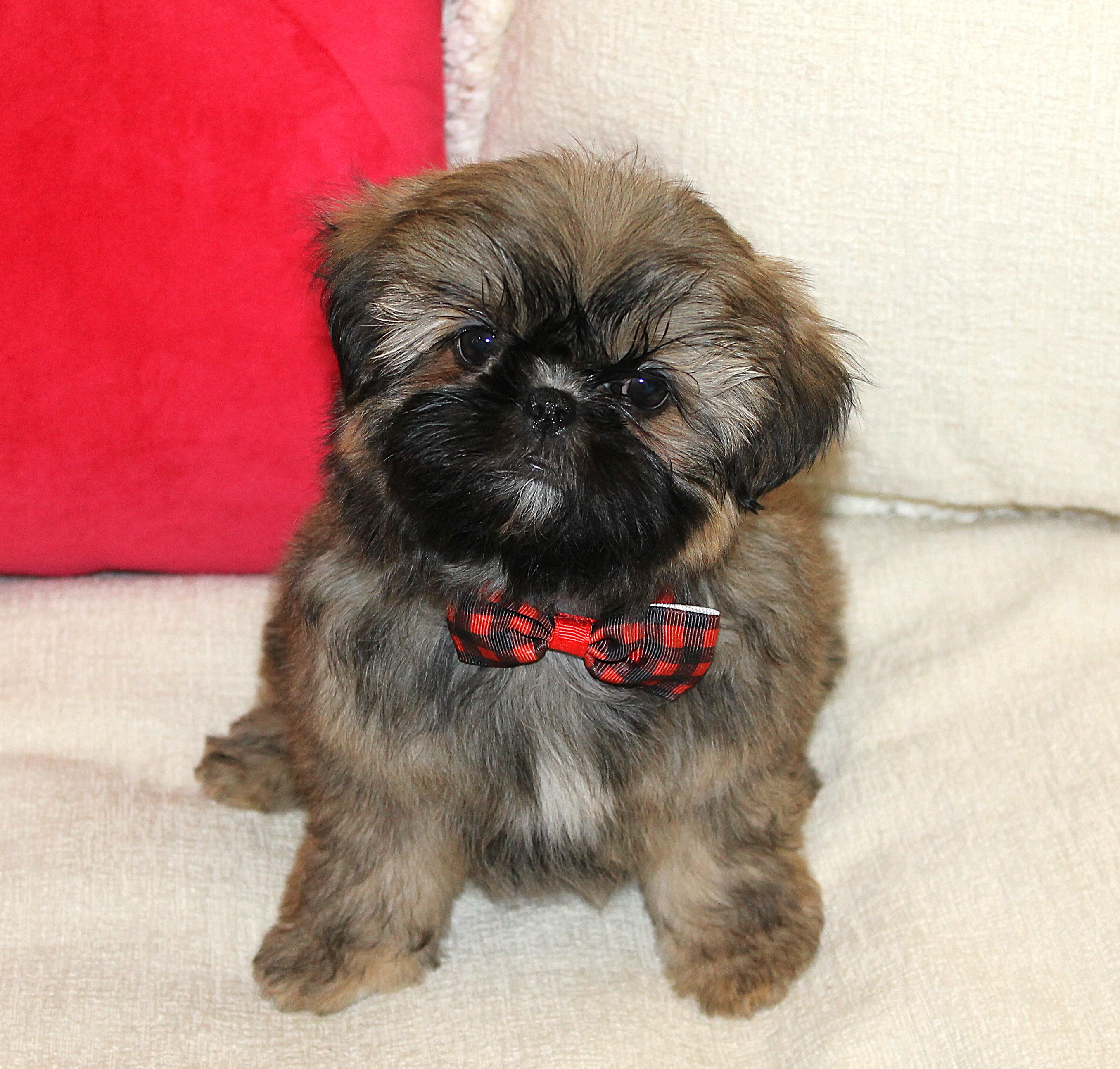 SIR BENTLEY