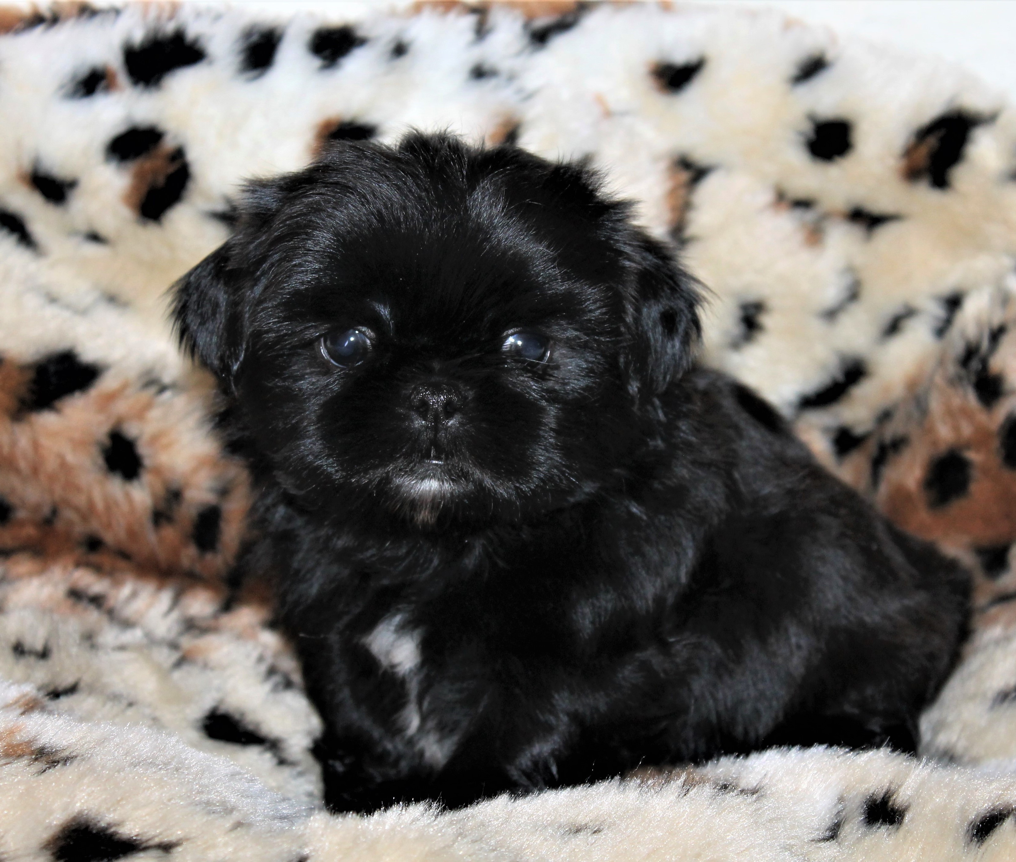 Zeus at 7 Weeks of Age.