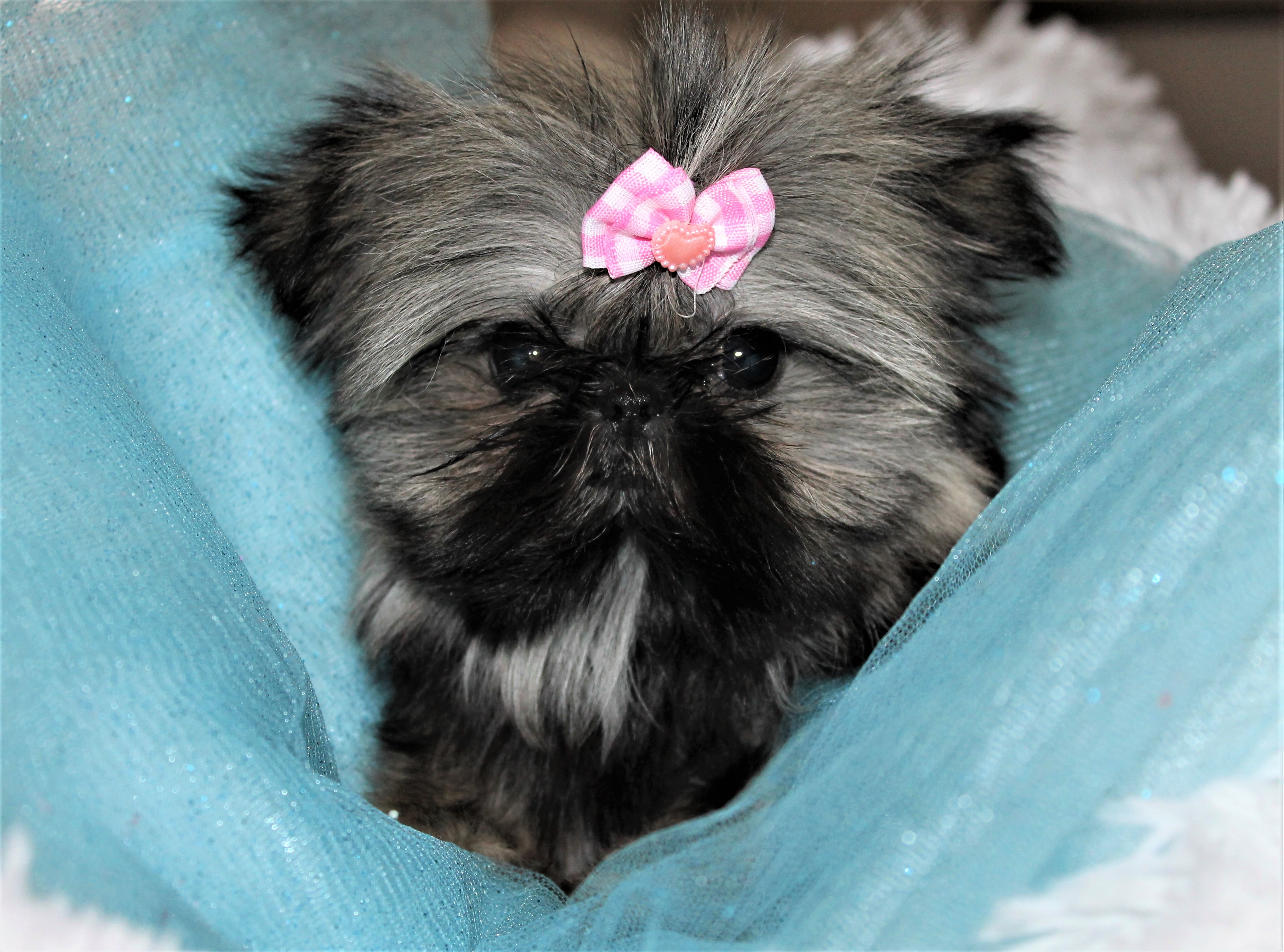 Coco at 7 Weeks of Age.