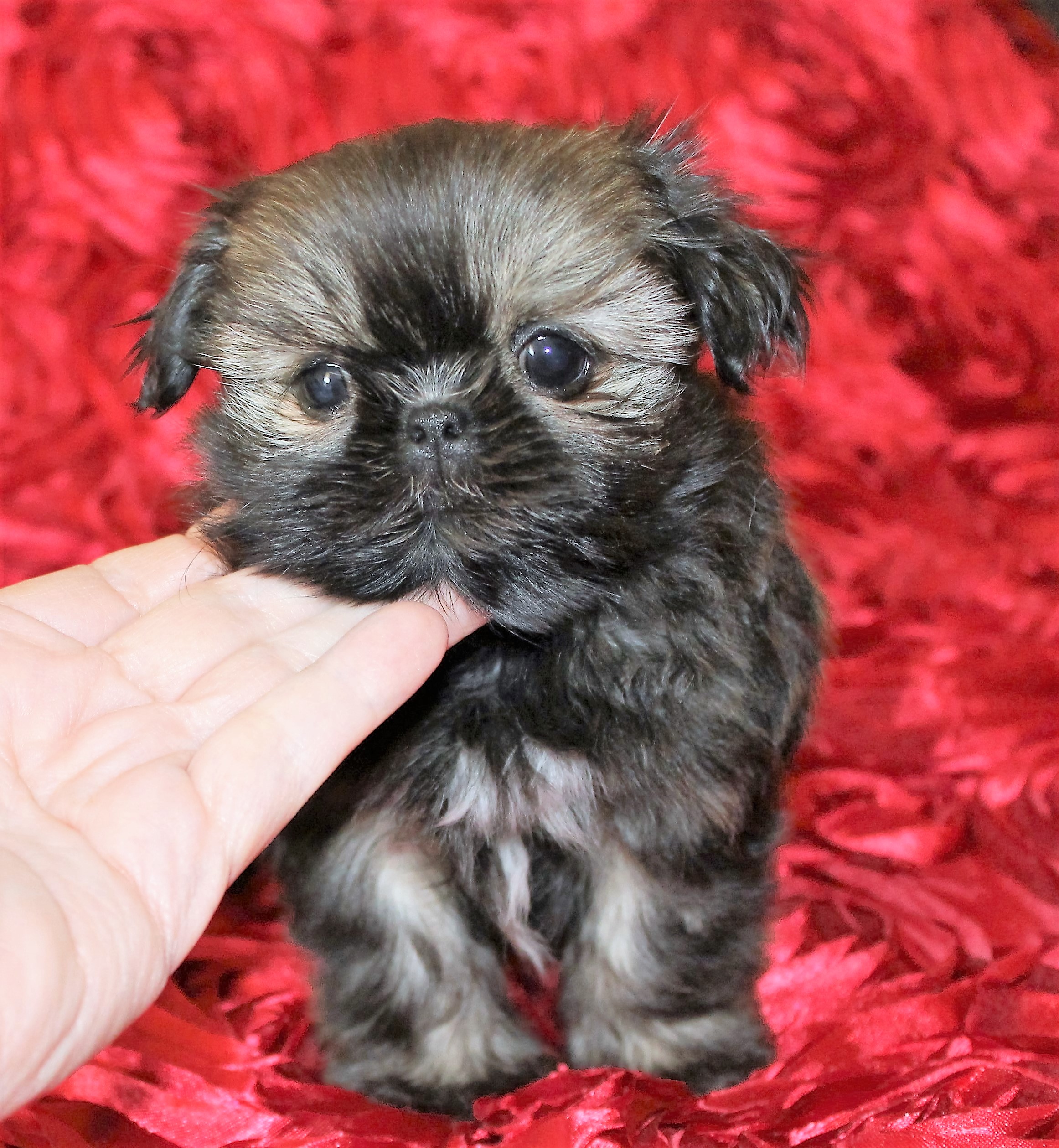 Lilah at just 8 Weeks of Age.