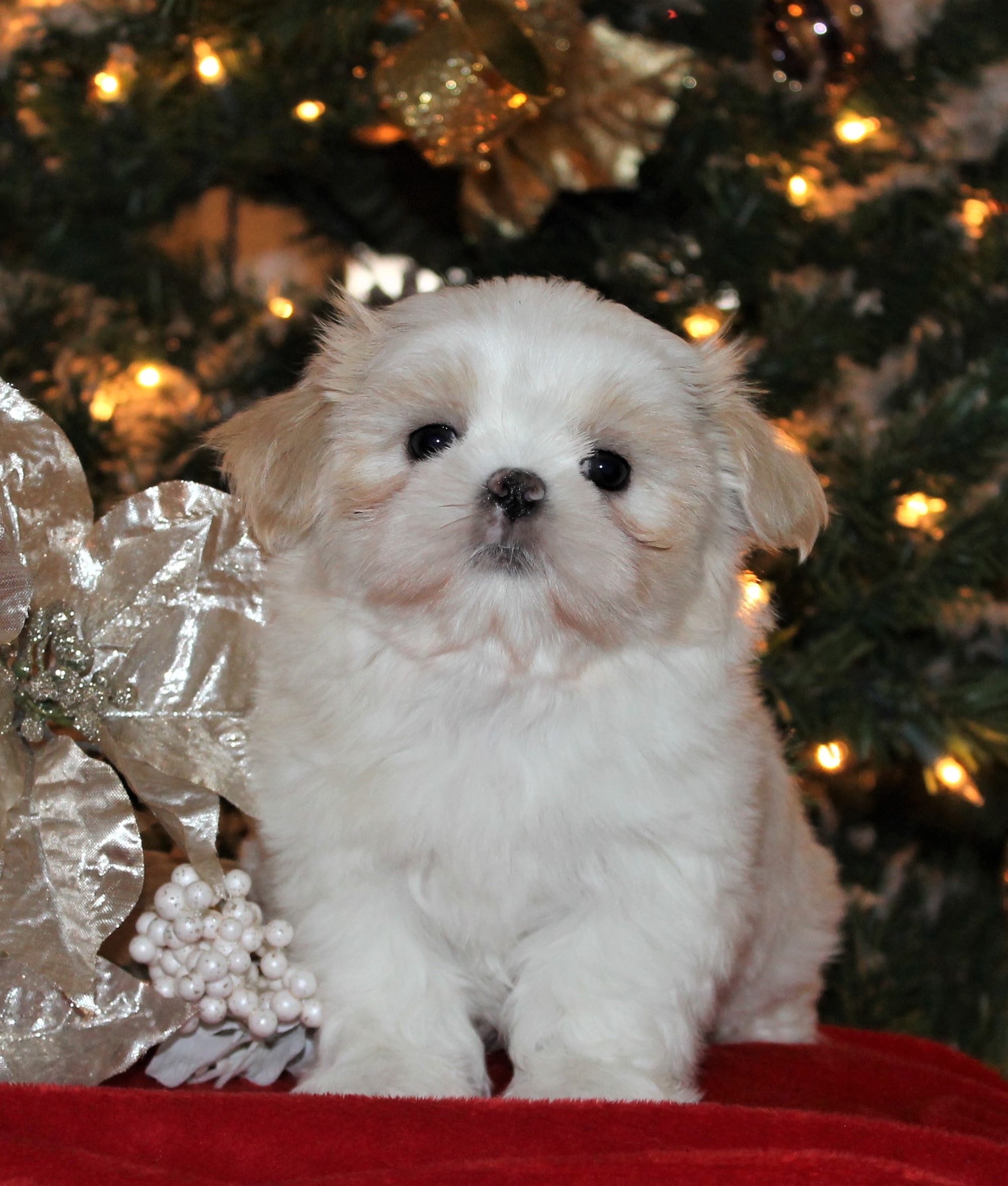 Lucky is 6 Weeks of Age in this photo.