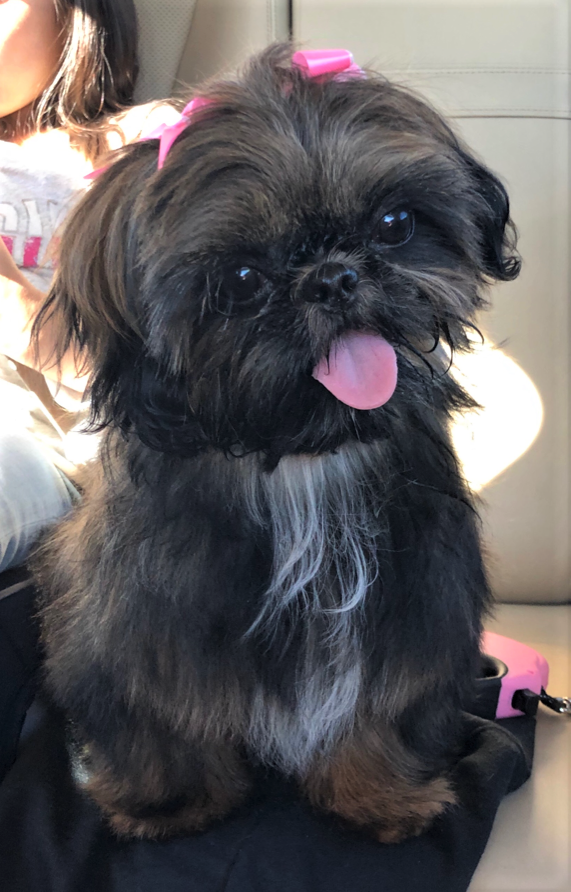 All black best sale shih tzu puppy