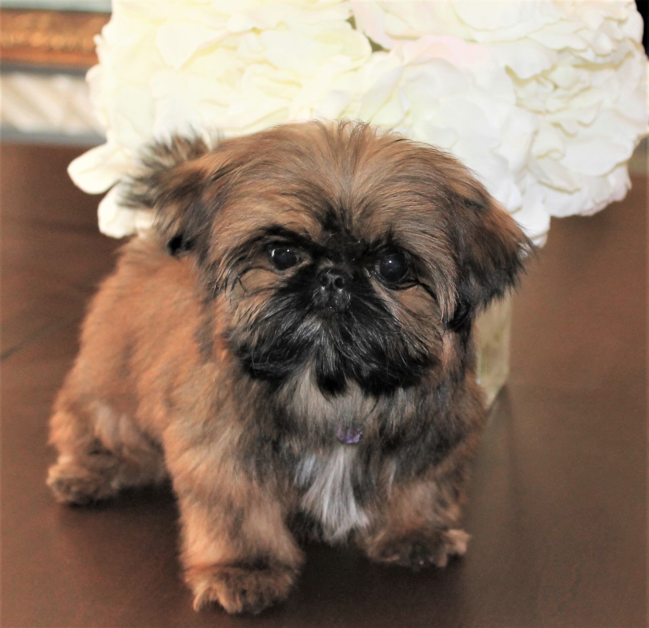 Muffin at 6 Weeks of Age.  She Weighs 3 1/2 Pounds as an Adult.