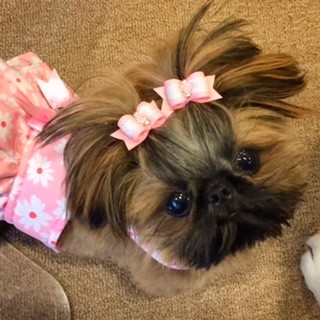 Teacup shih cheap tzu information