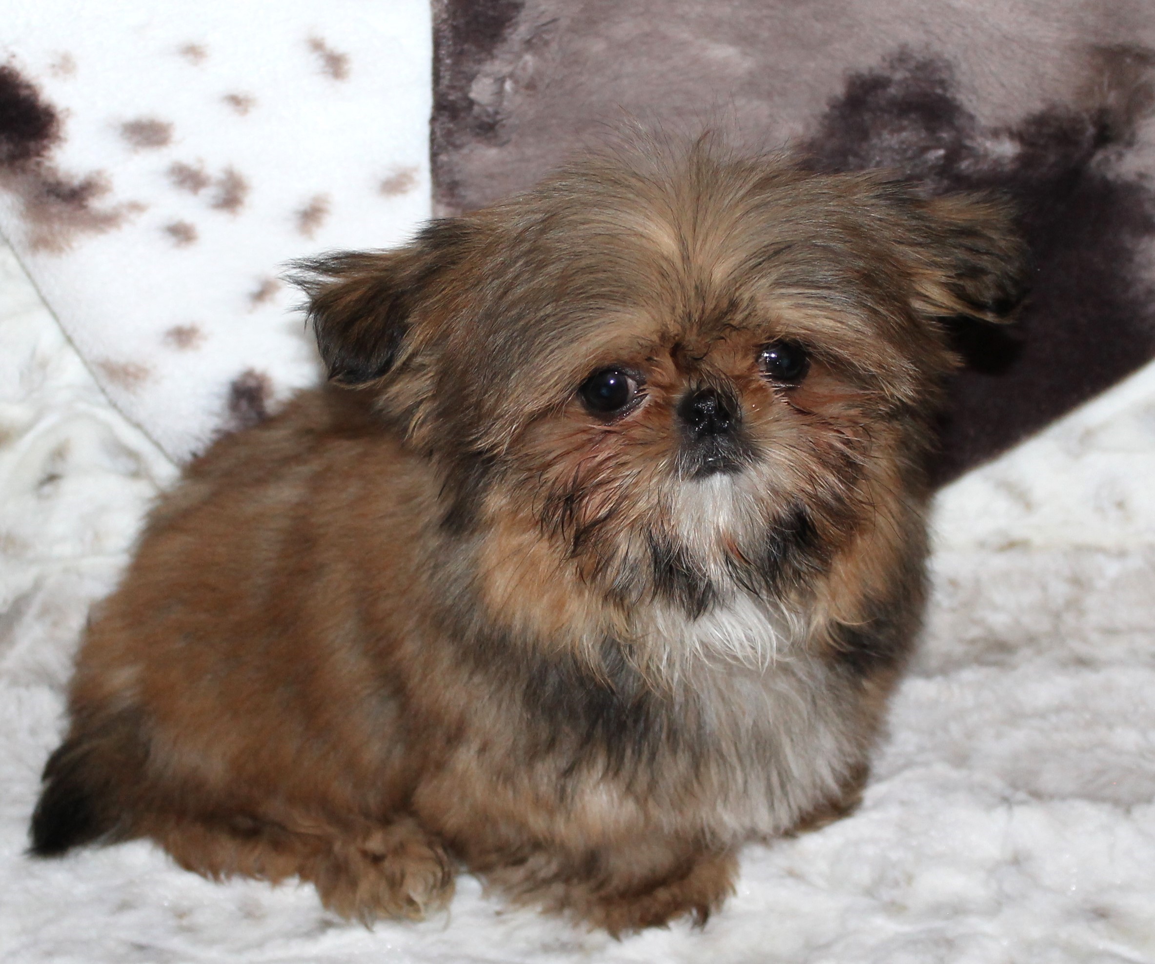 Pixie