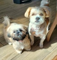 L﻿ola (on the left) with her Lhasa Sister Molly. Even though Lola is Younger and Smaller she took Charge Day One.