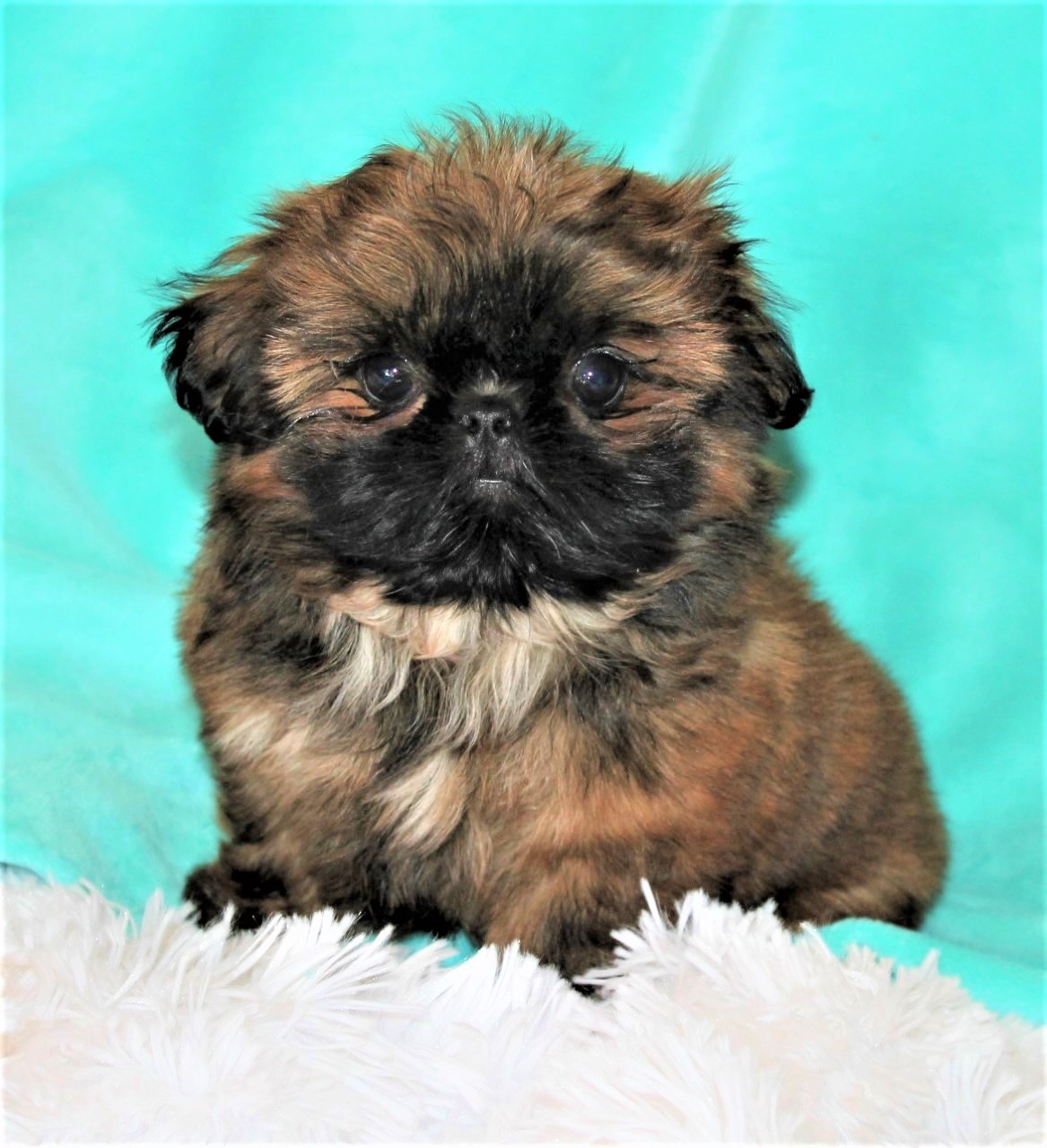 Rufus at 8 Weeks of Age.