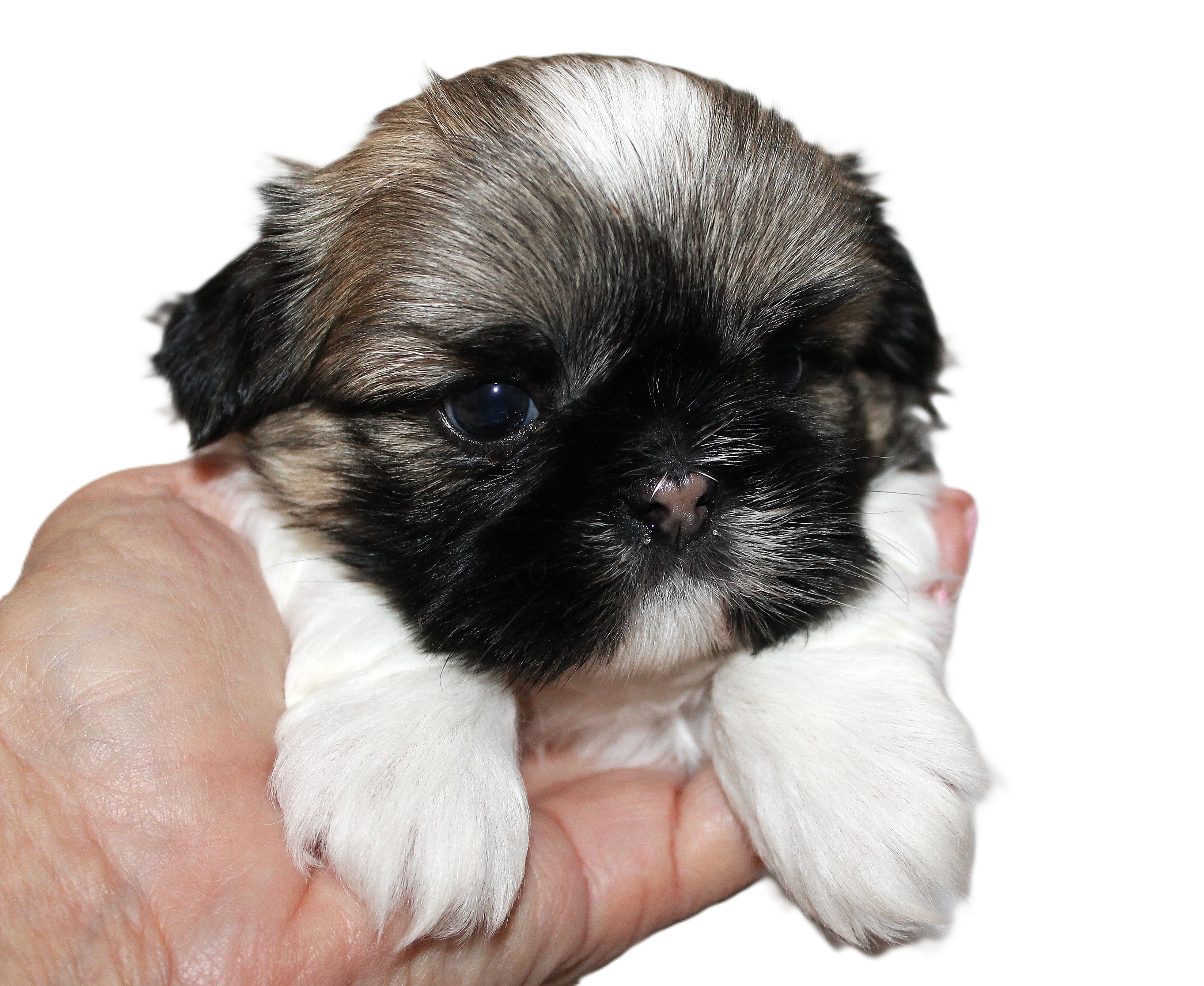 SPANKY