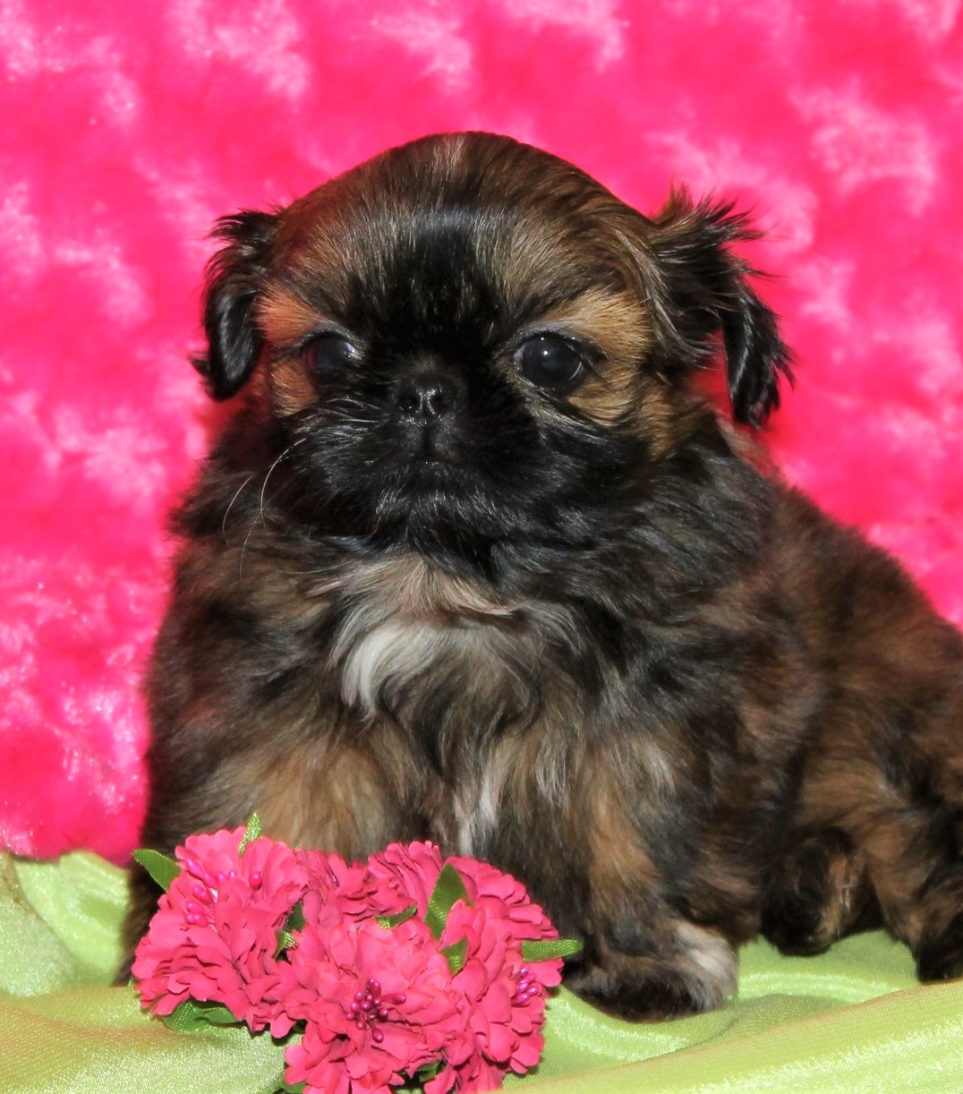 Mia at 7 Weeks Old.  She is a Second Puppy for this family.